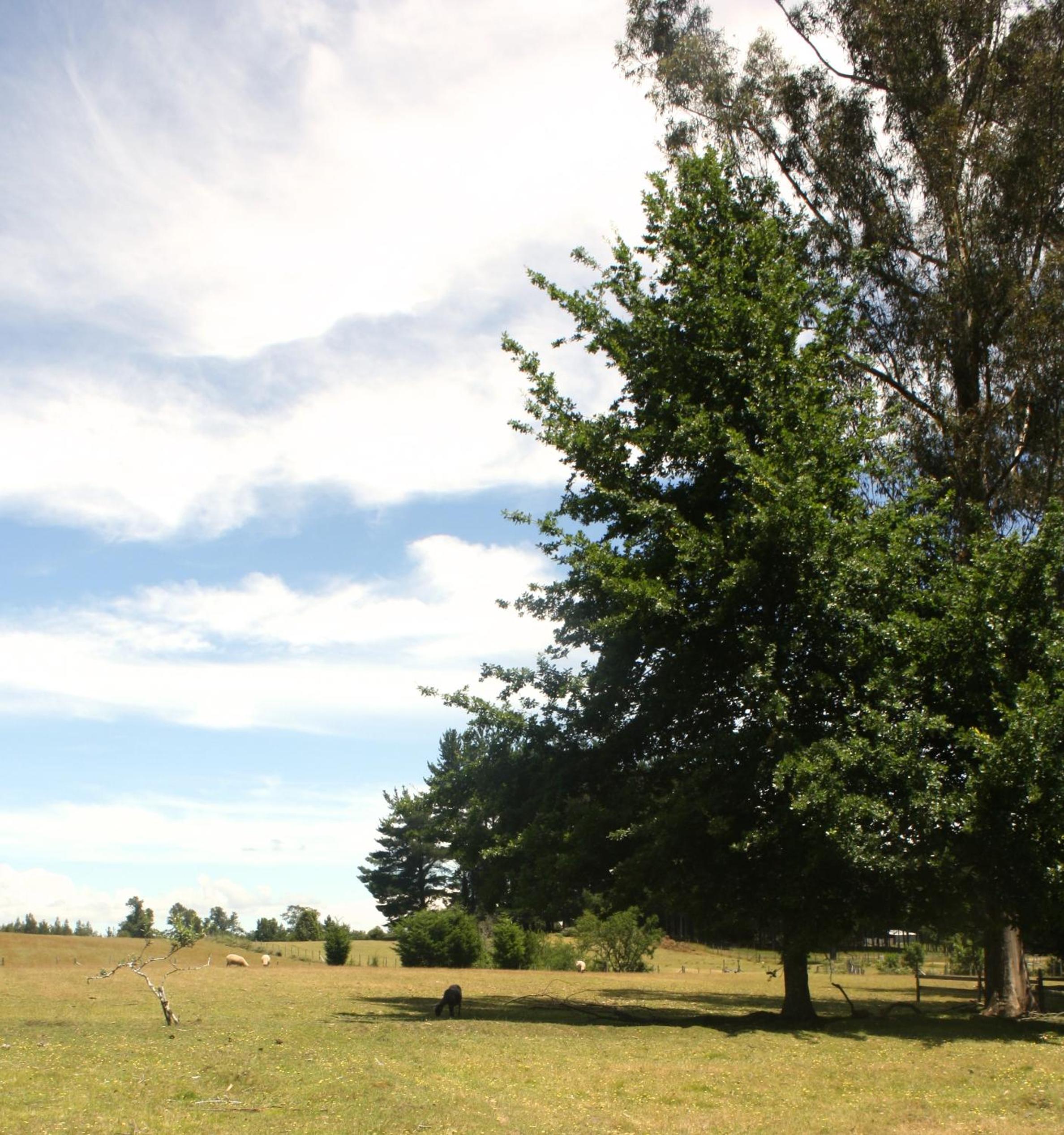 Cabaña Aroma de Campo