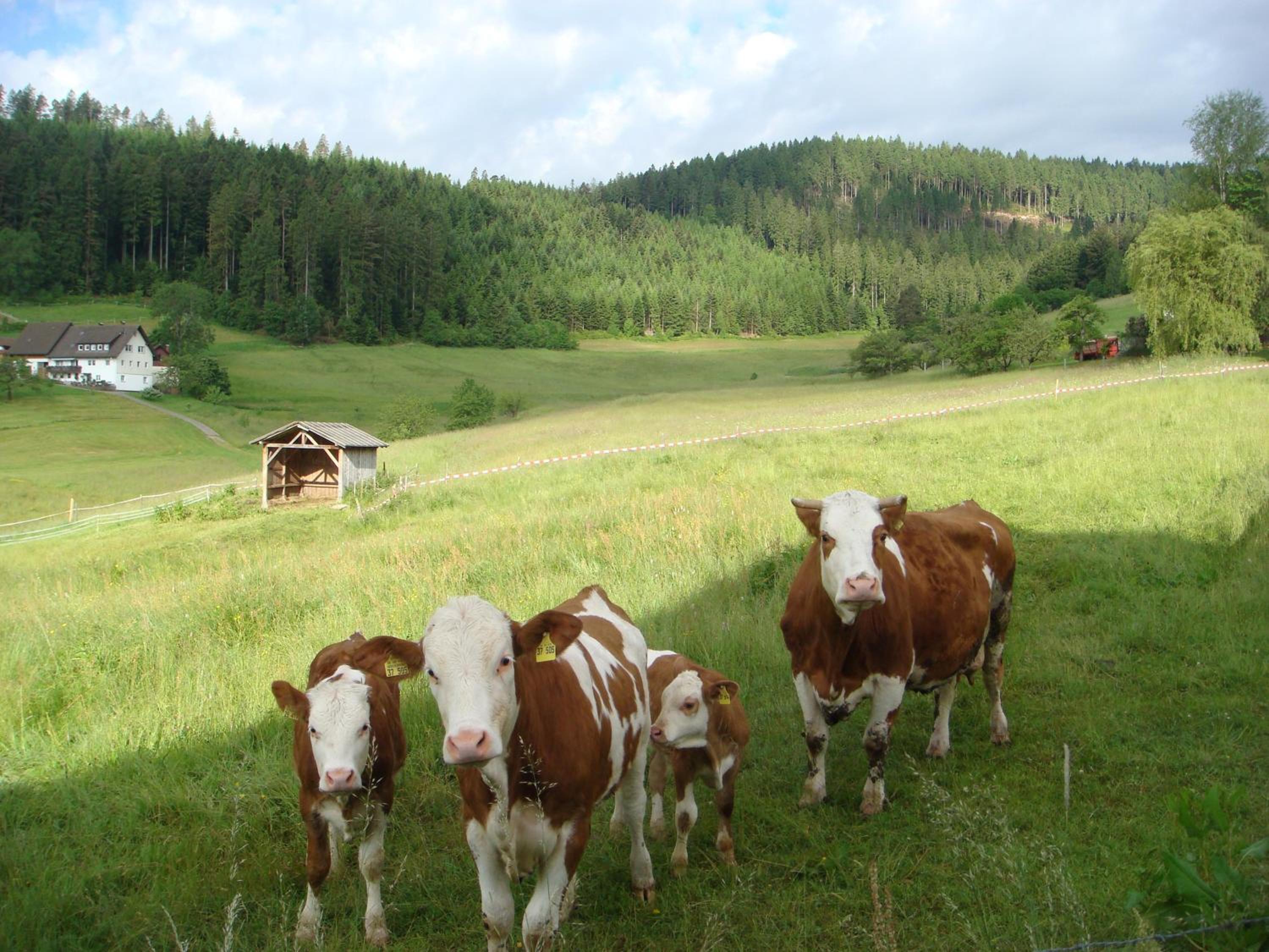 Ferienanlage Freyenhöfe