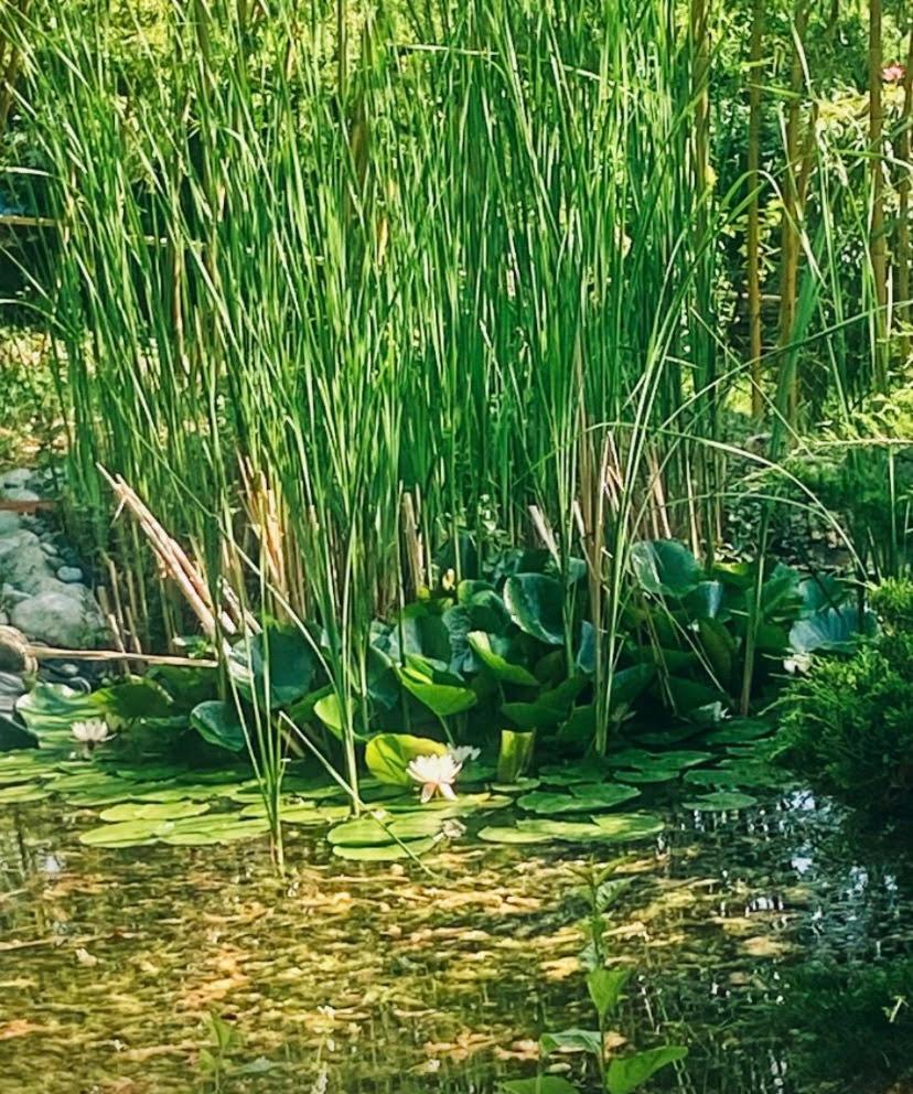 Mediterrán Vendégház