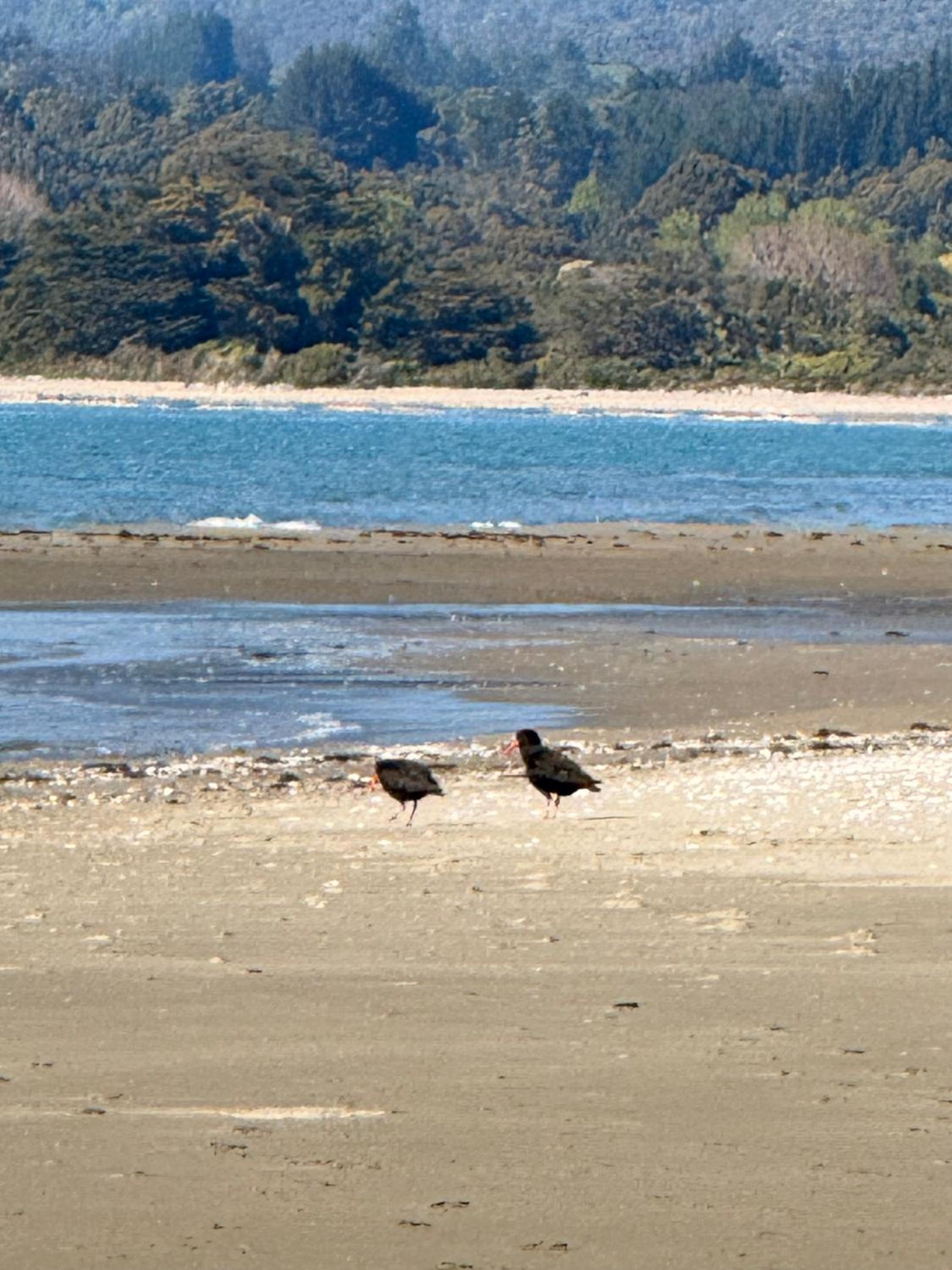 Pā Tōrea Beach Stay