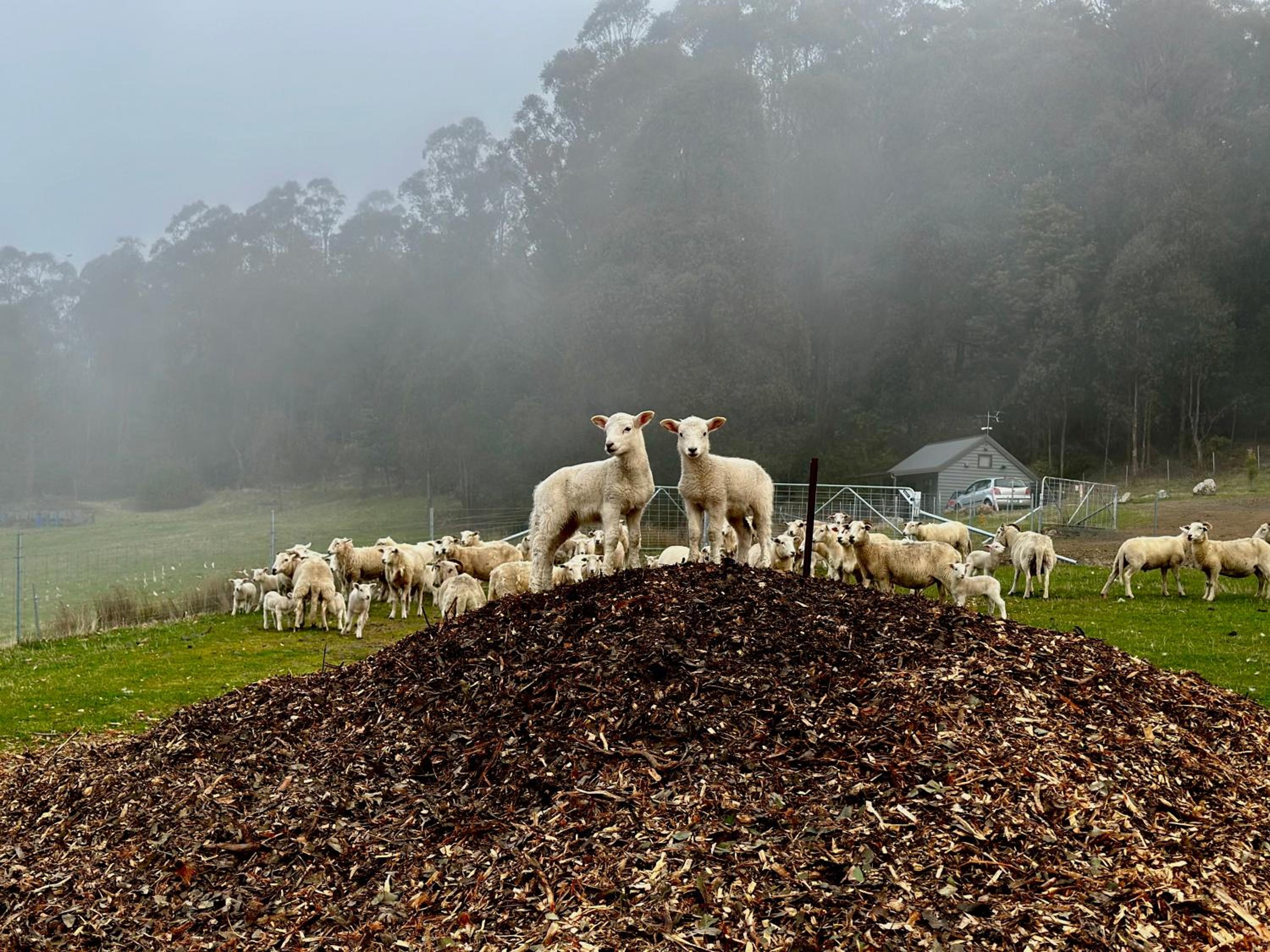 Amaroo with a view set on a 50 Acre Hobby Farm - Property Image 30