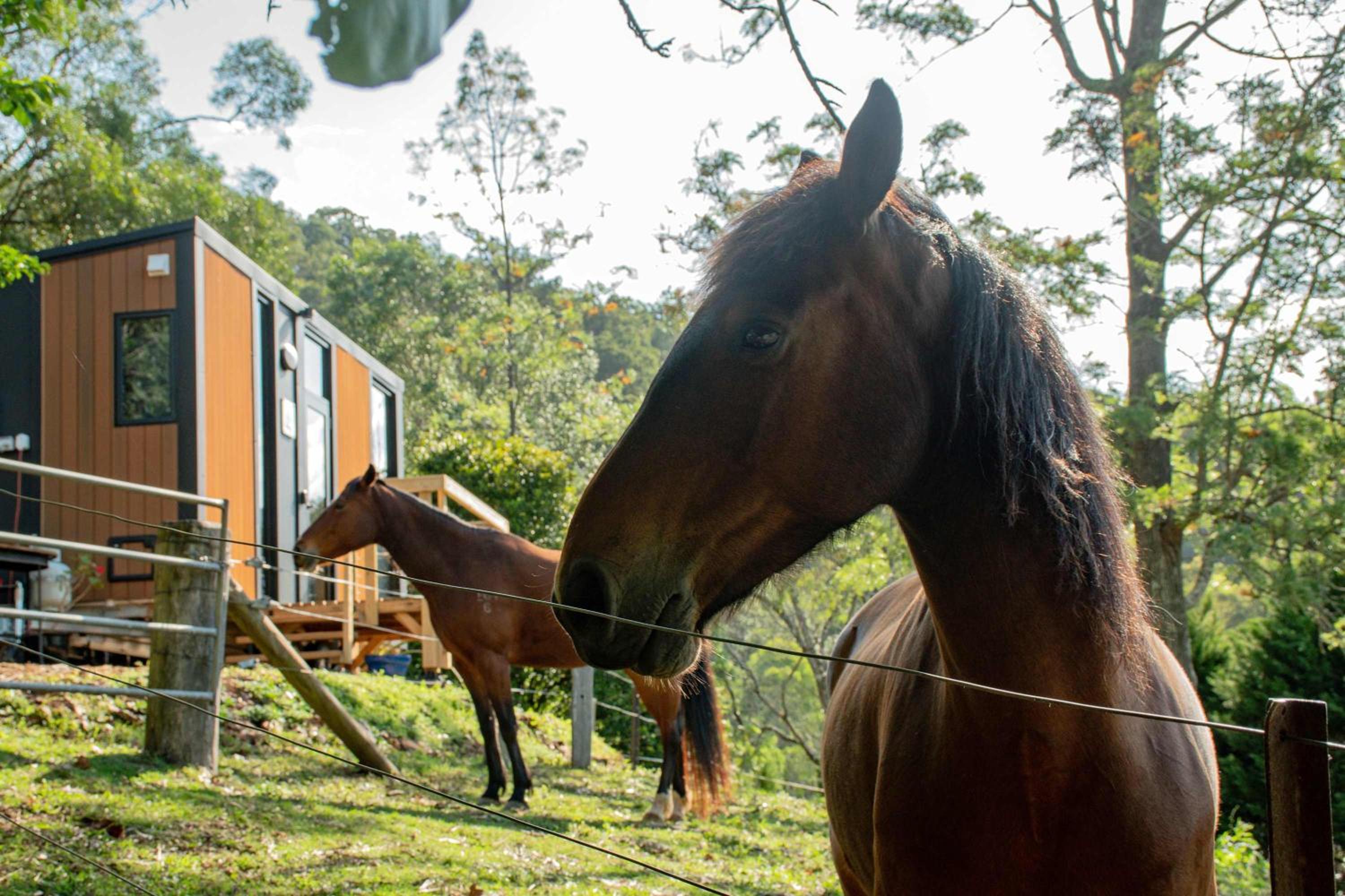 Guanaba Farm by Tiny Away