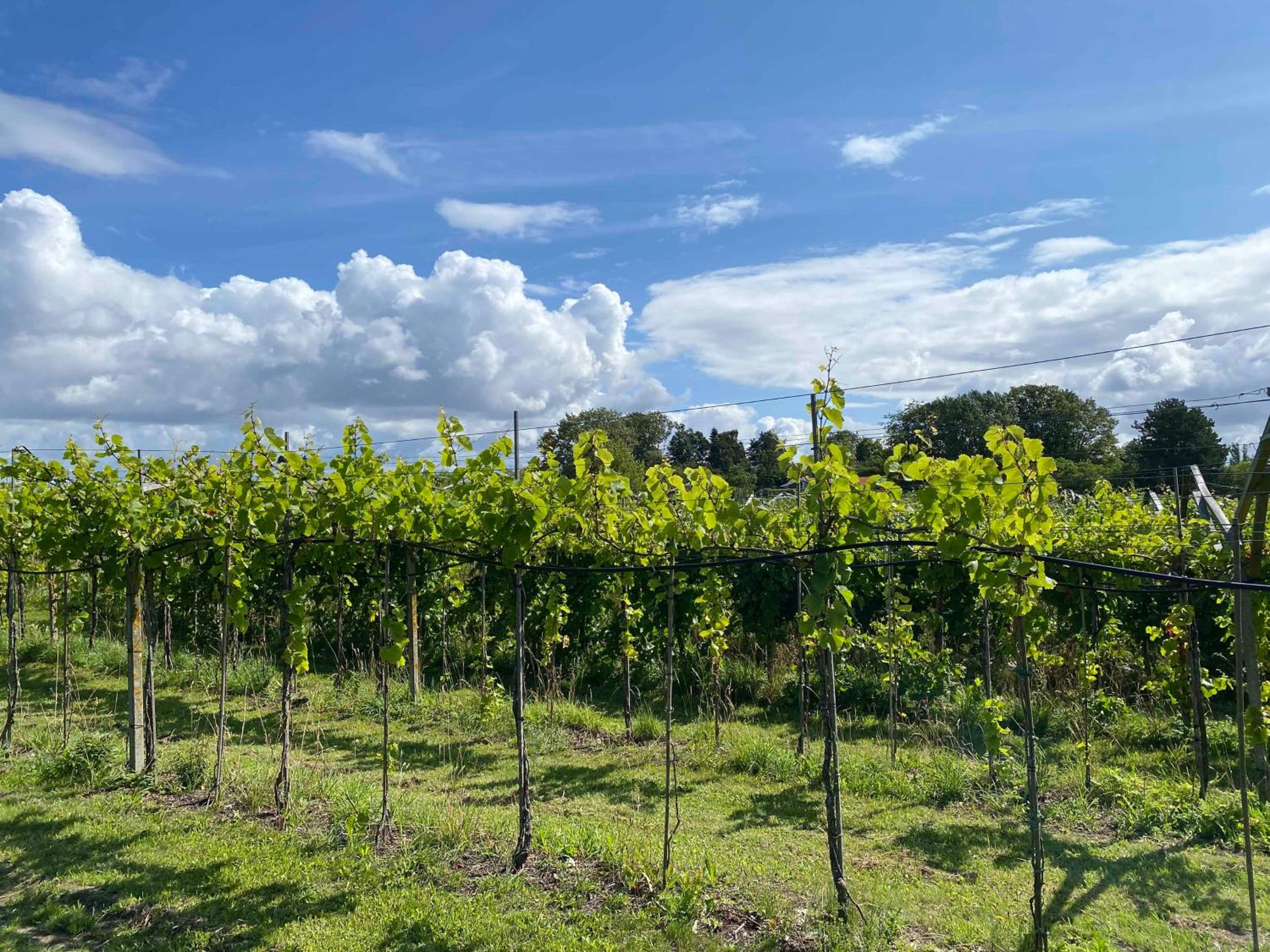 Italian Idyll In Karrebæksminde