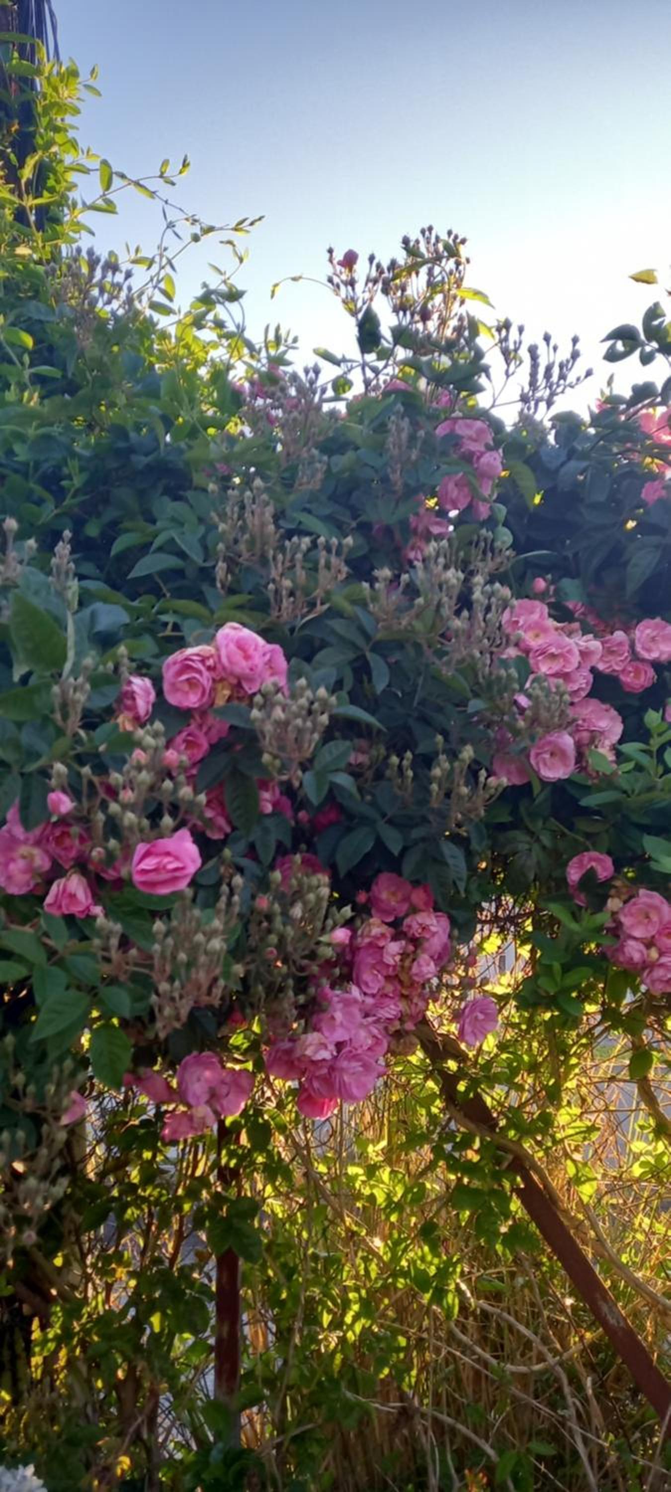 Photo 7