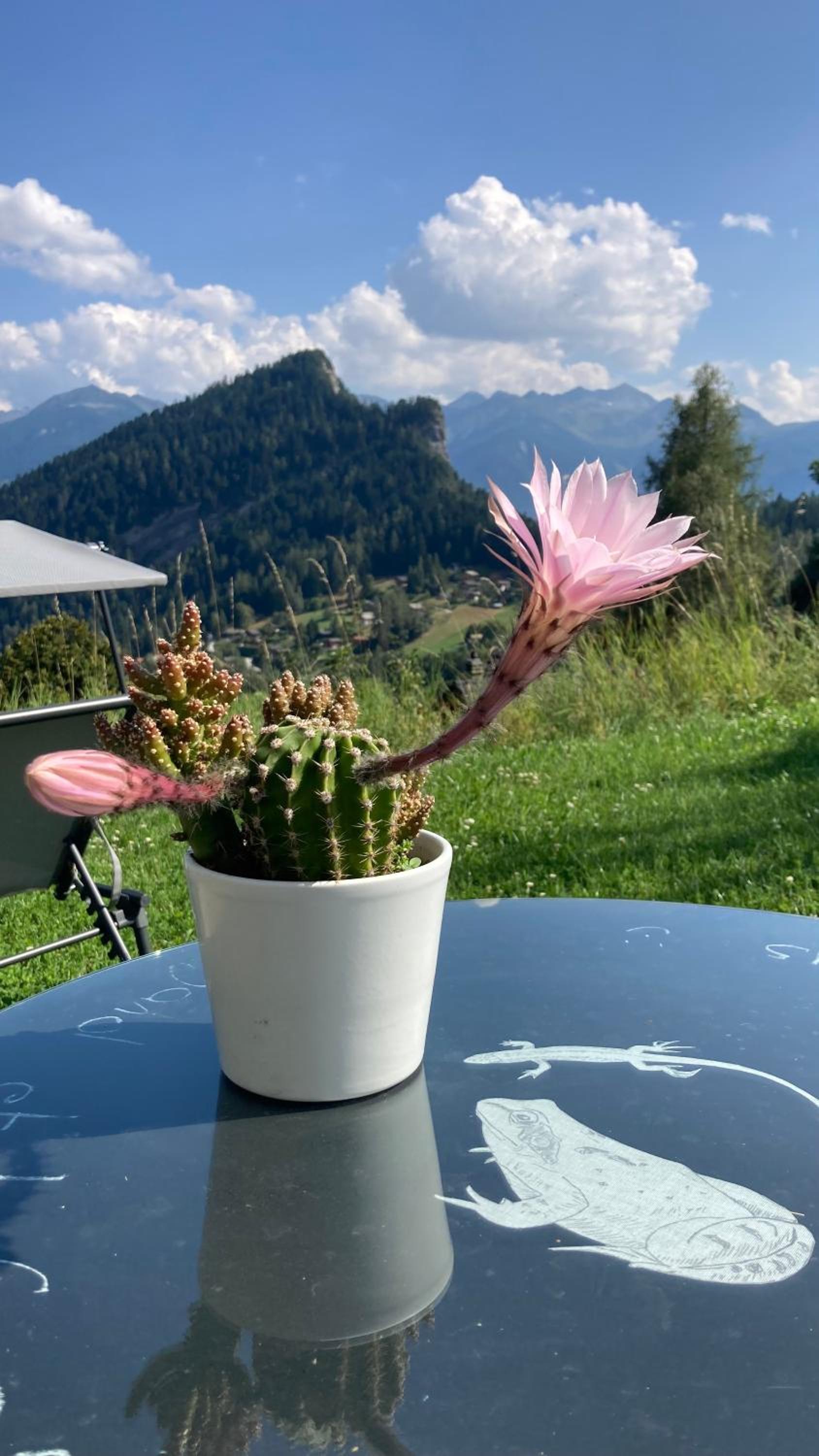 Le Lézard et la Grenouille BnB
