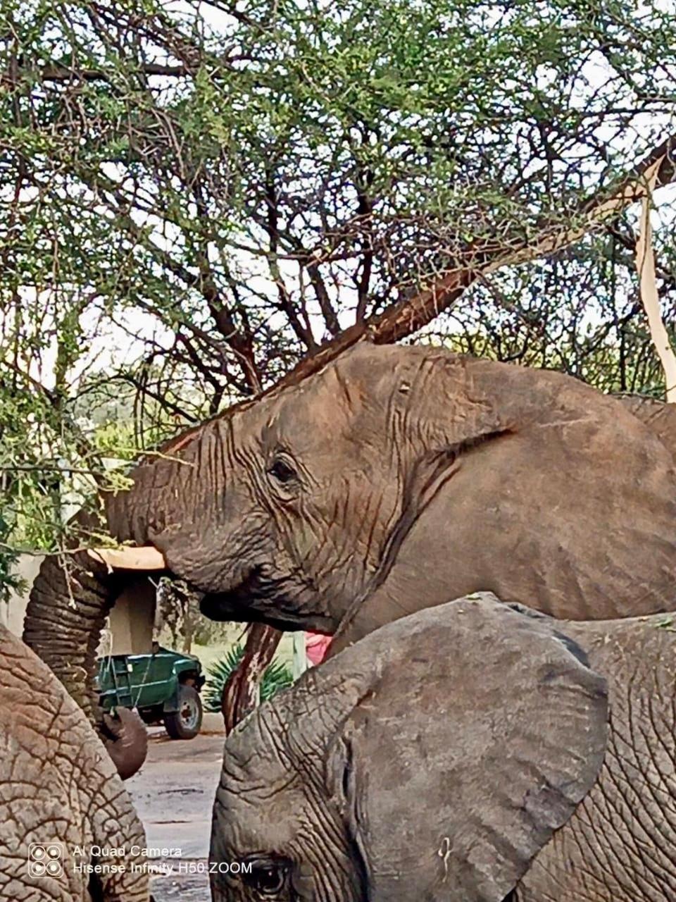 Mabalingwe Nature Reserve - Elephant Lodge - Tjaila
