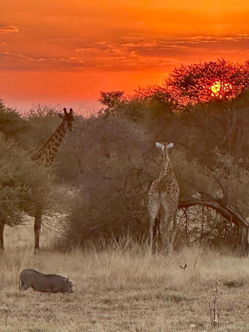 Mabalingwe Nature Reserve - Elephant Lodge - Tjaila
