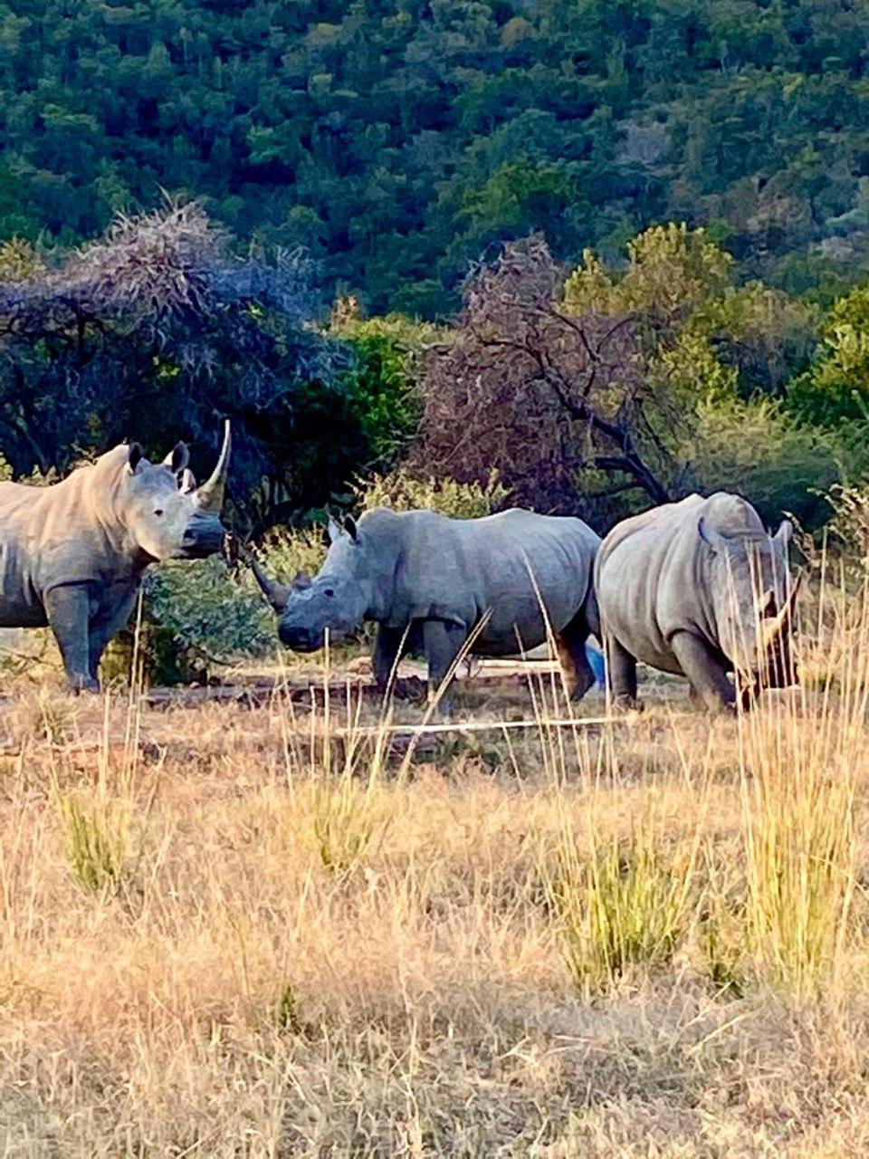 Mabalingwe Nature Reserve - Elephant Lodge - Tjaila