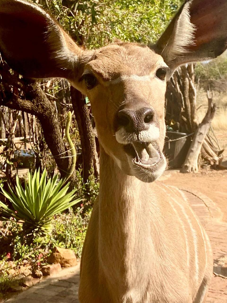 Mabalingwe Nature Reserve - Elephant Lodge - Tjaila