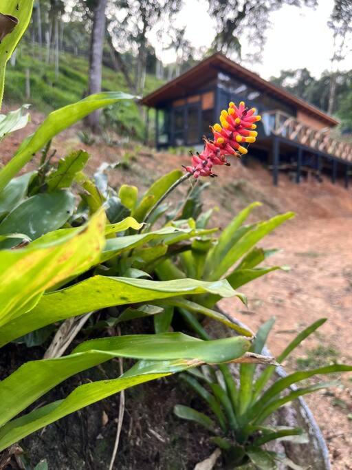 Sítio São Pedro de Alcântara com Spa Sauna