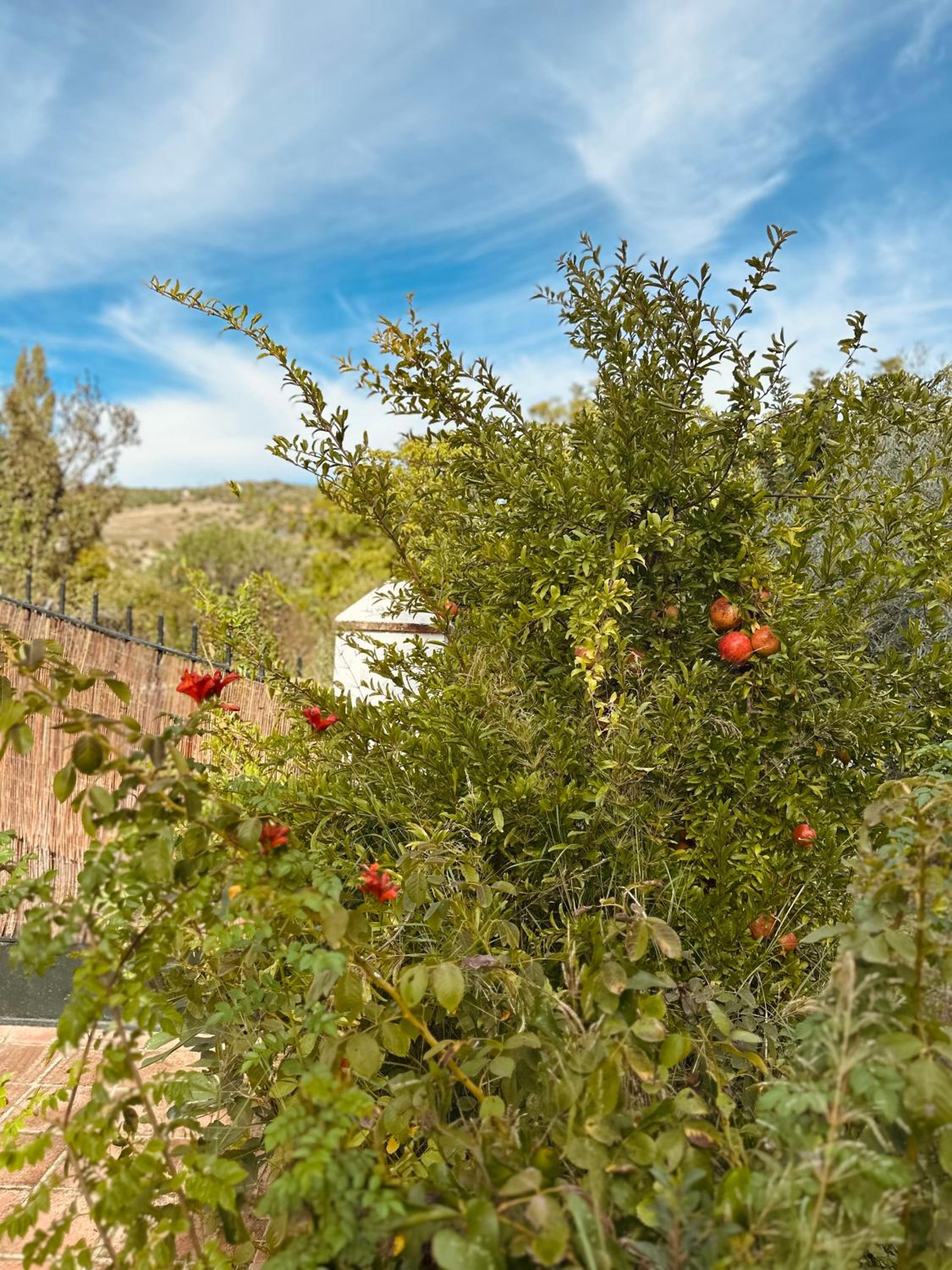 Huerta El Rincón