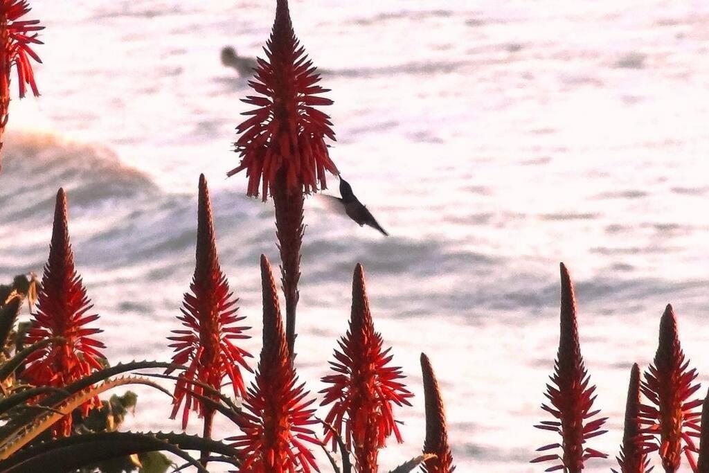 JoaquinaHouse Paraíso exclusivo, acesso a praia