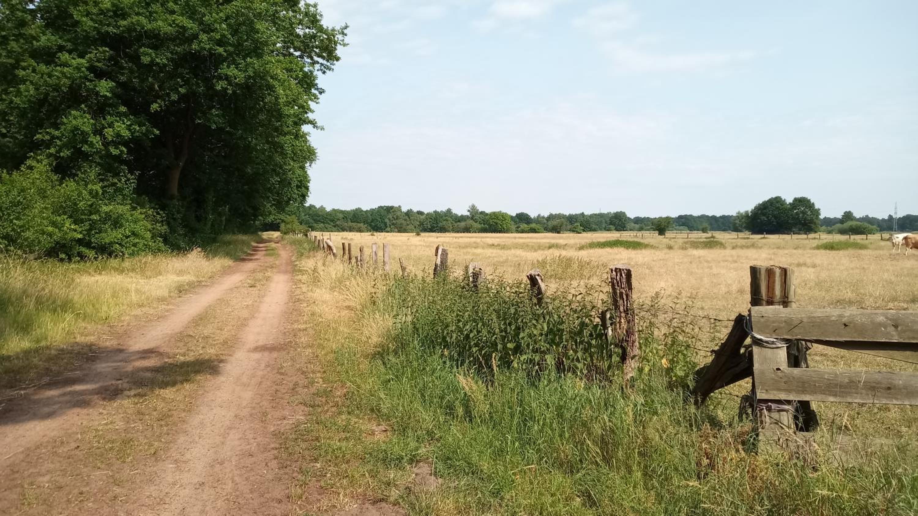 Wald-Elfe