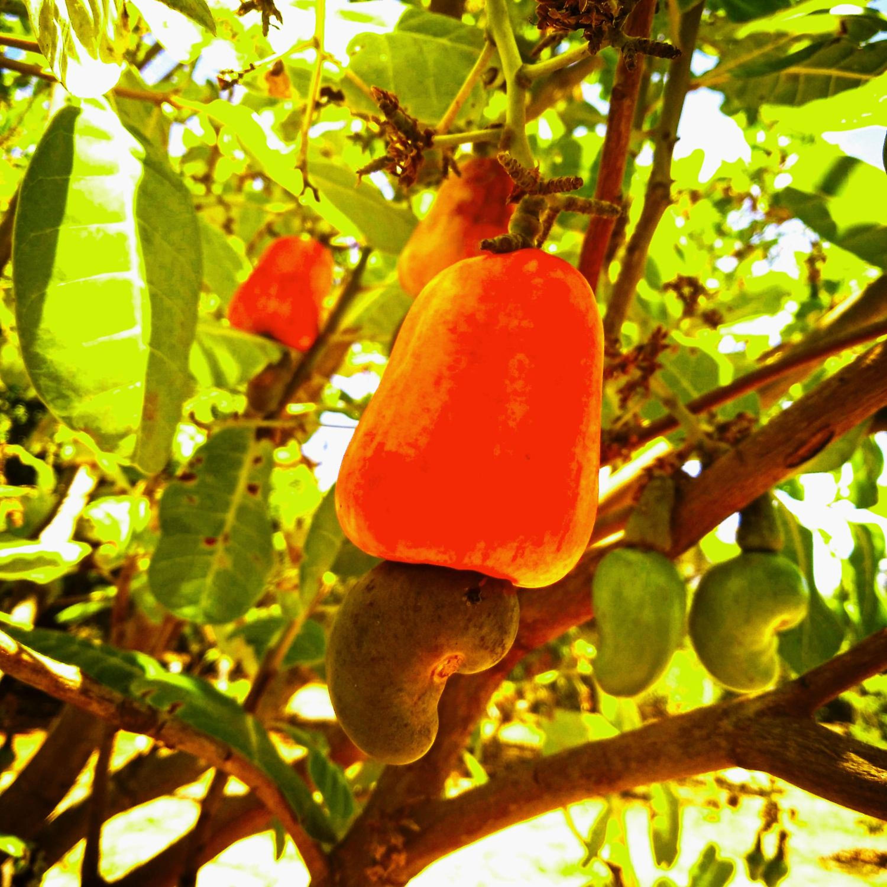 Bangalô Villa Angelim - Natureza e Conforto Barra do Cunhaú RN