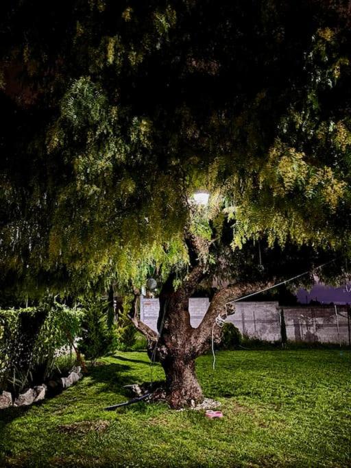 Casa del árbol view 2