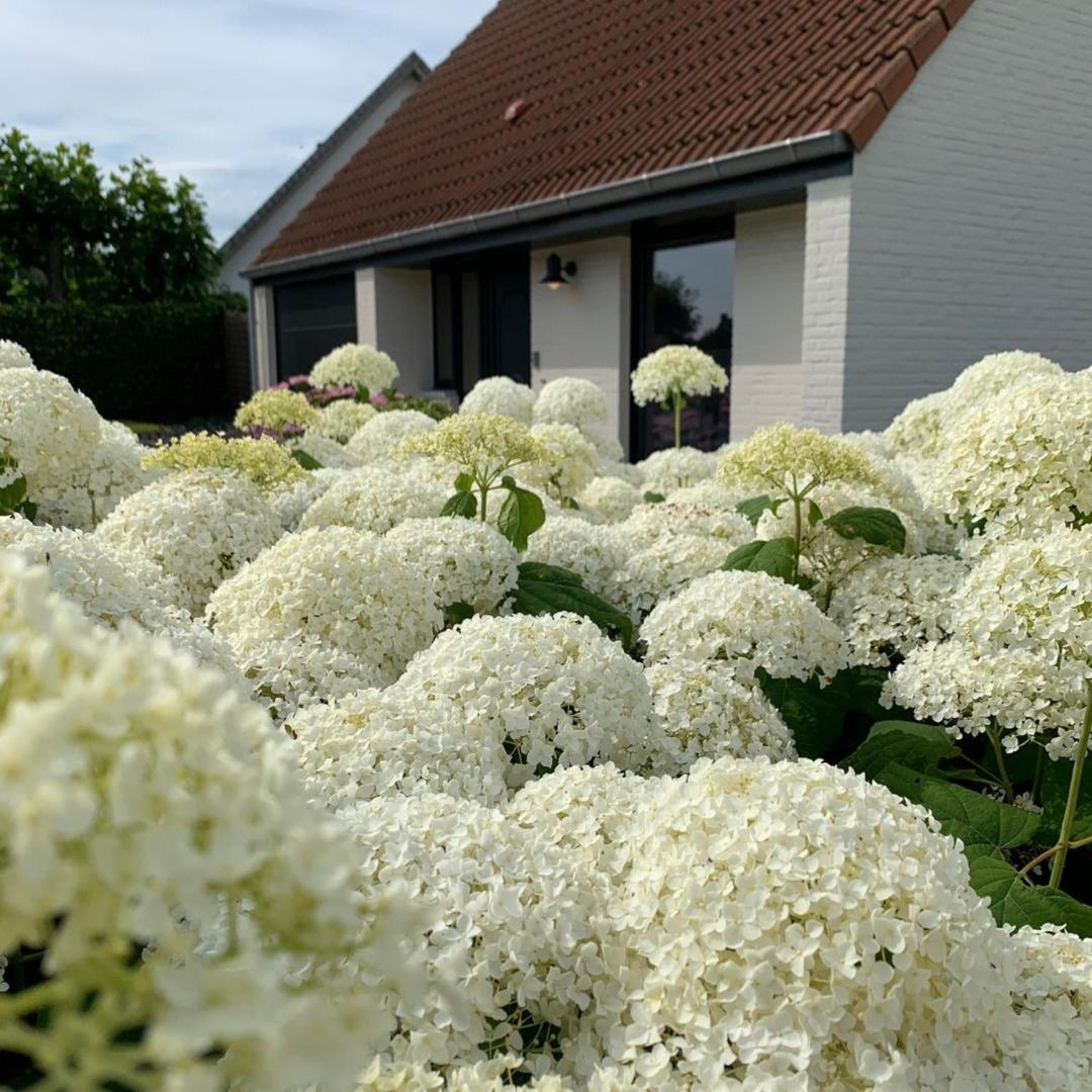 B&B Leonie