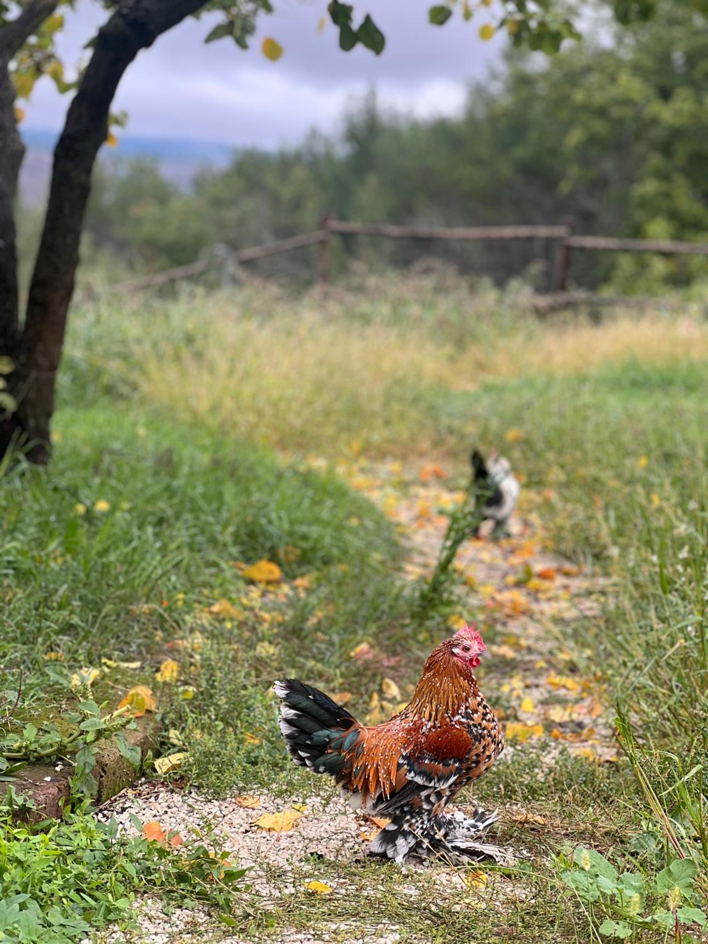 Tenuta Gran Bosco