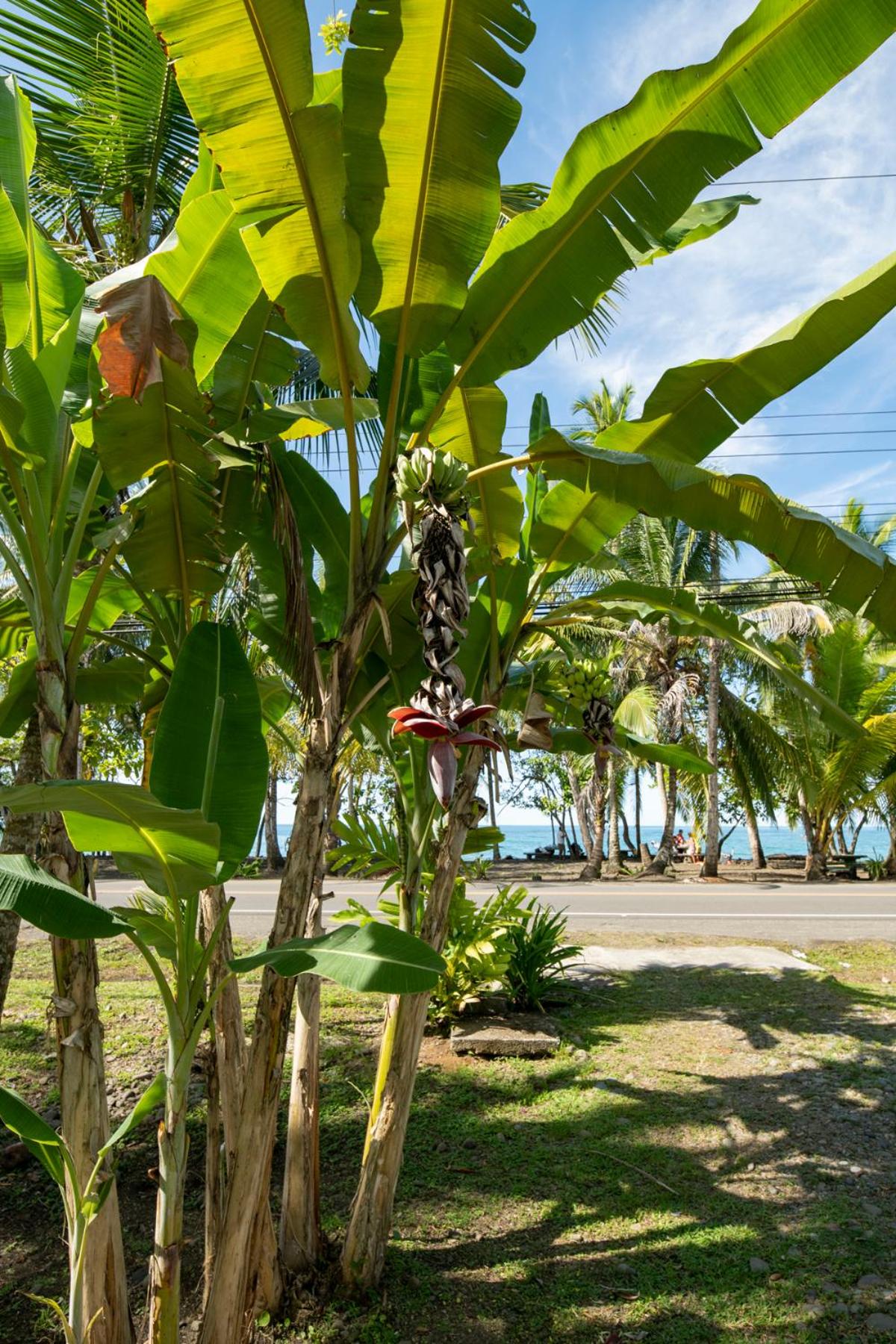 Casa Blanca Beachfront House with Shared Pool Access Pangea Lodge