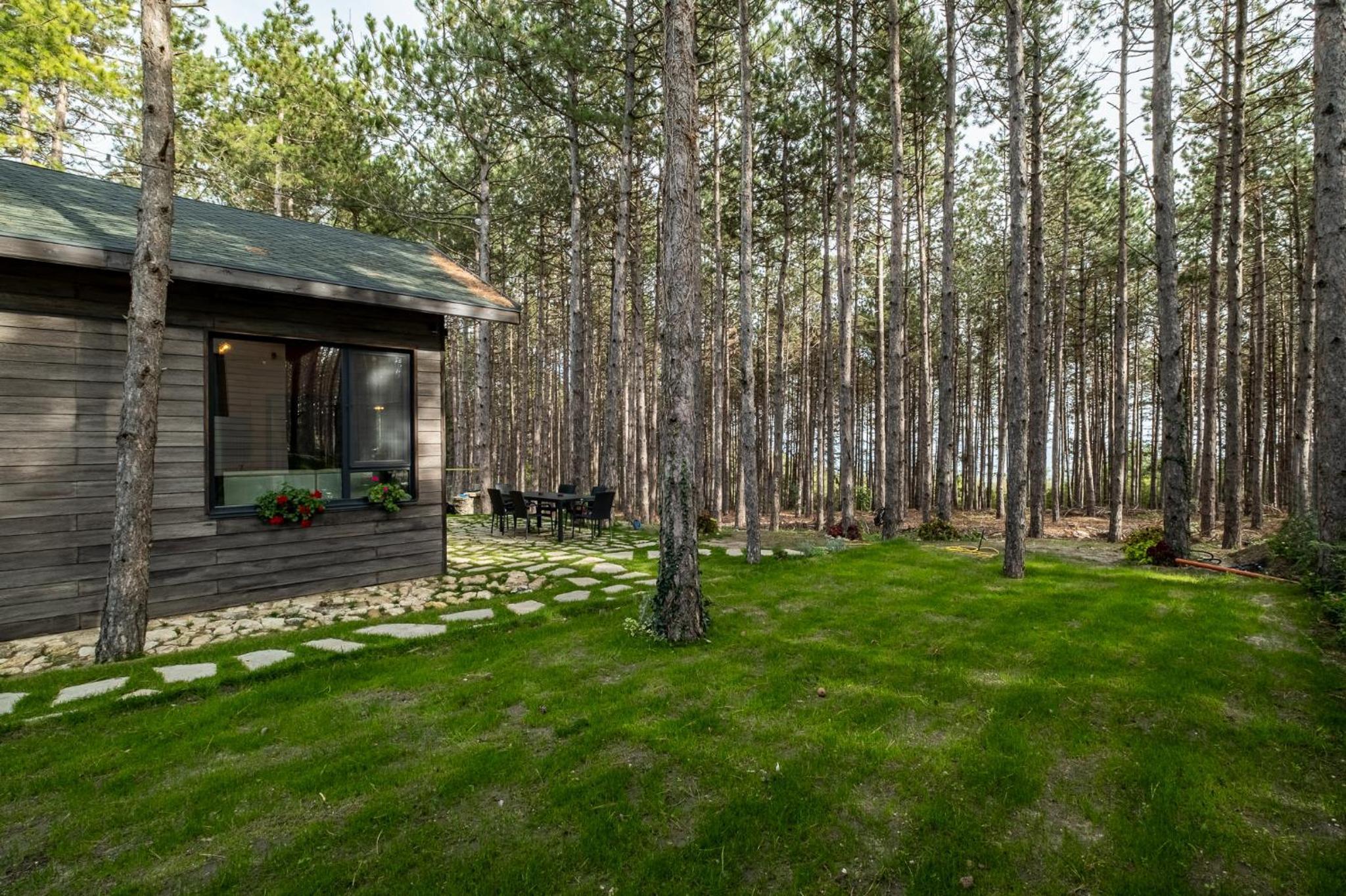 Forest House Vi