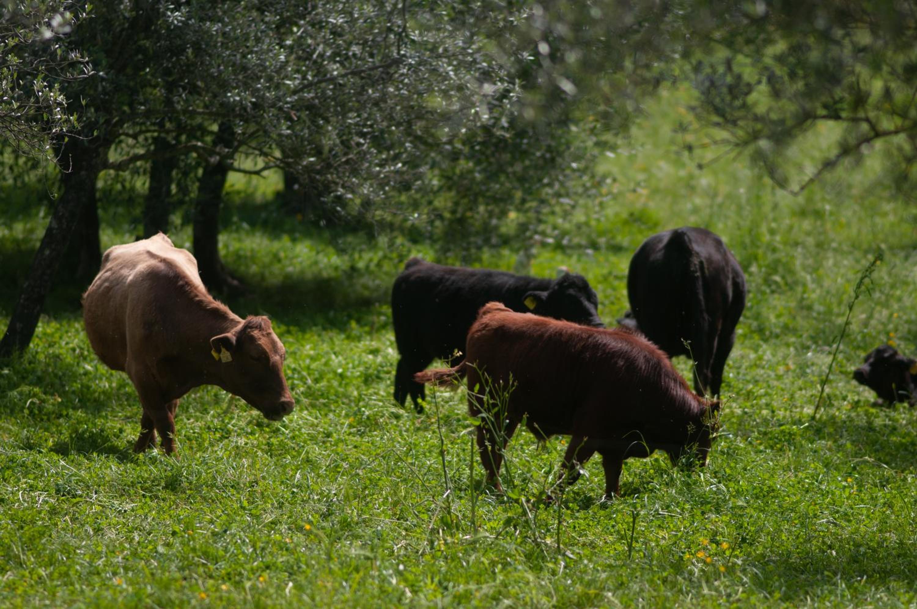 Fattoria di Maiano