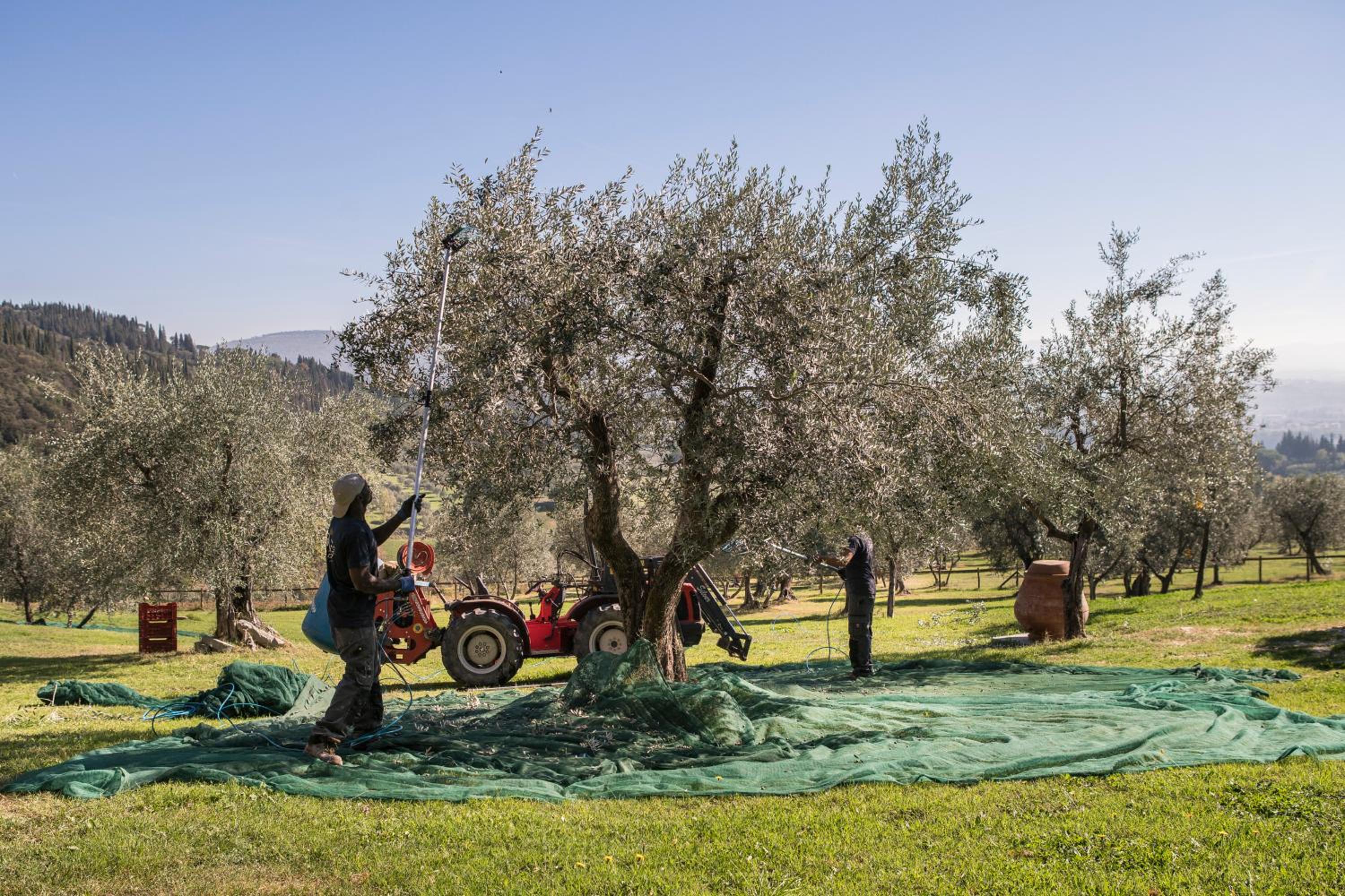 Fattoria di Maiano