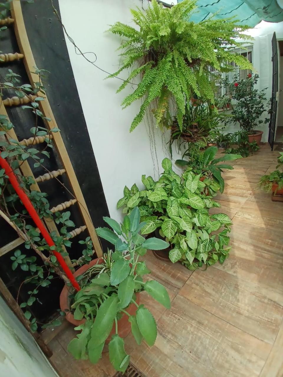 Hostelnaranjoenflor