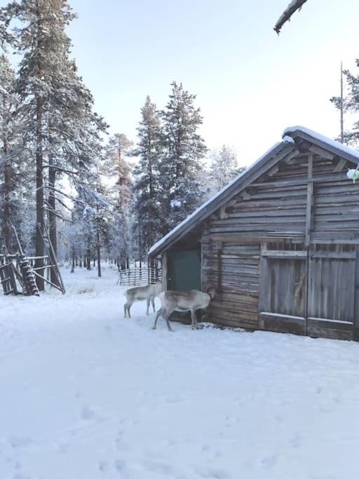 Aurora Cabin
