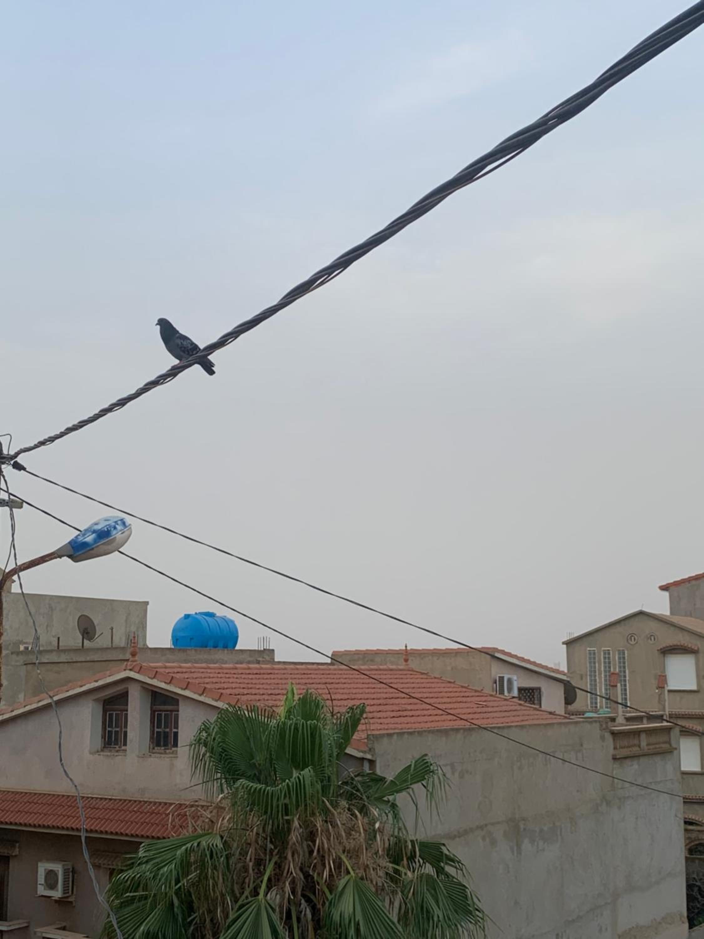 Oran es sinia
