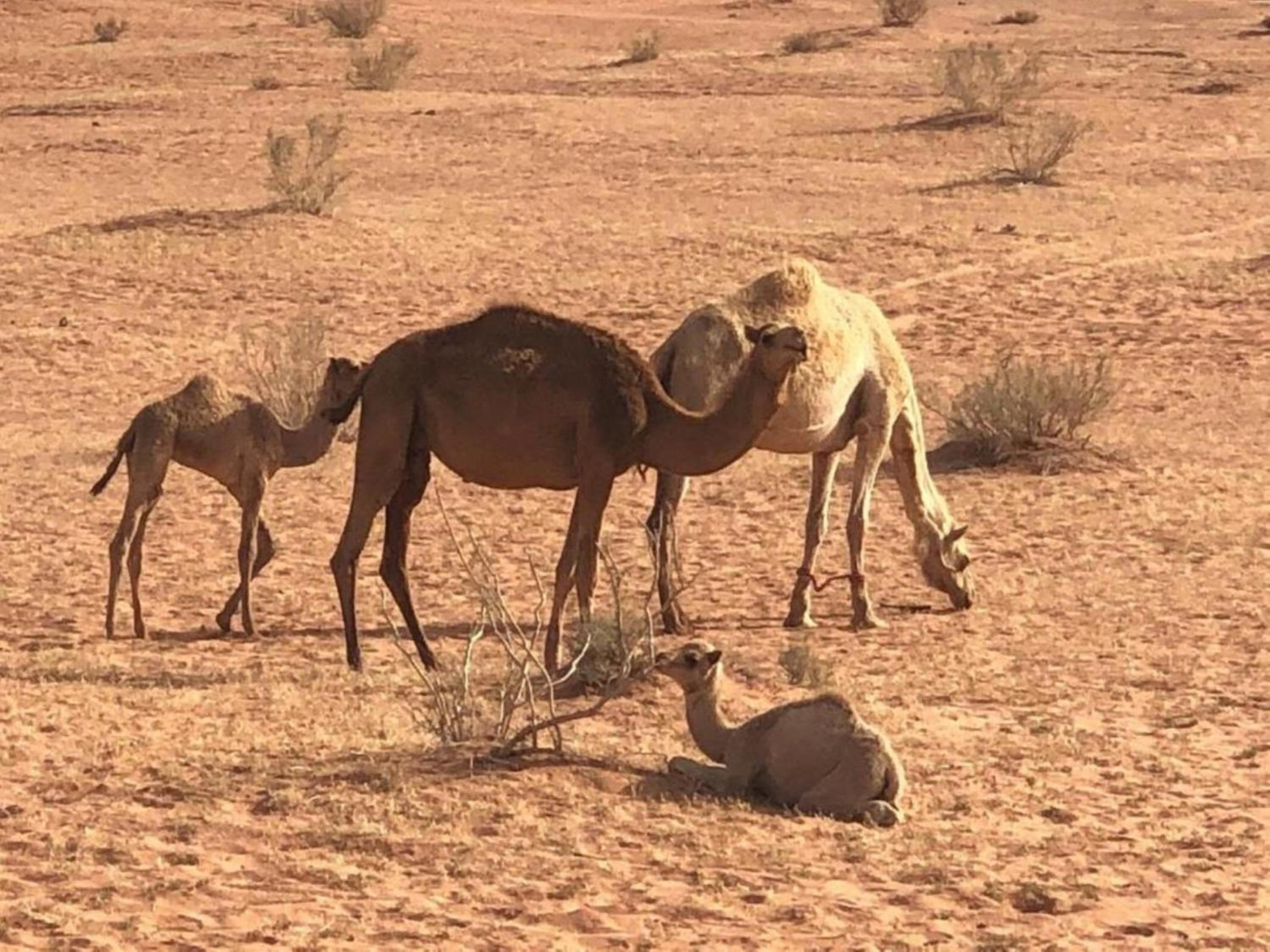 Salma Desert Star