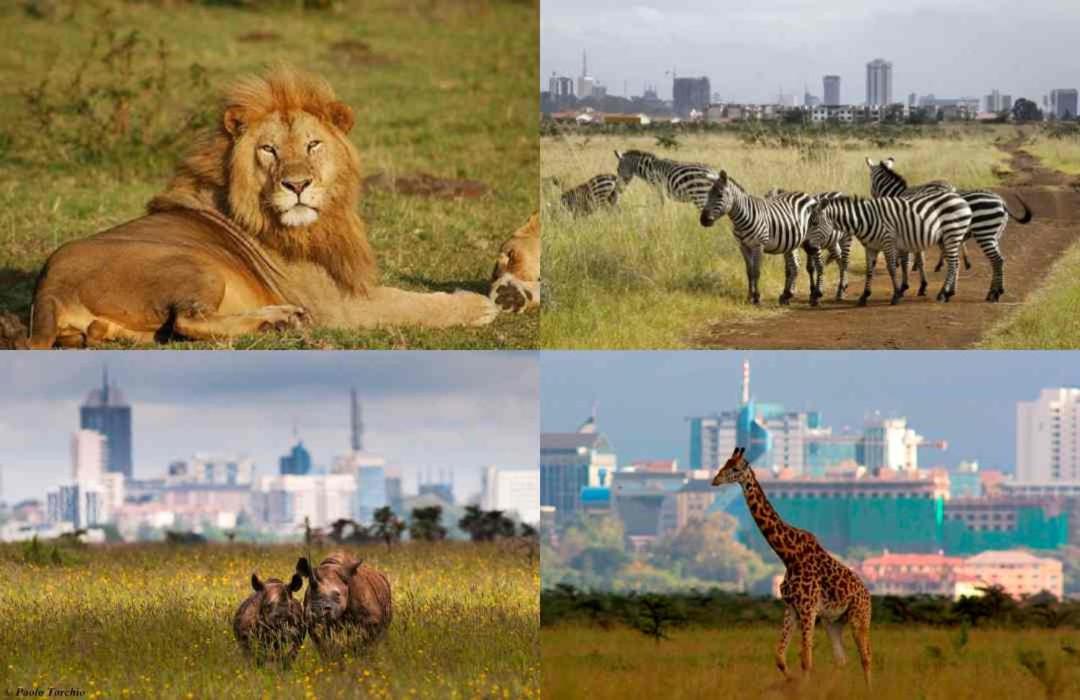 Lux Studio JKIA Airport View Suite view 3