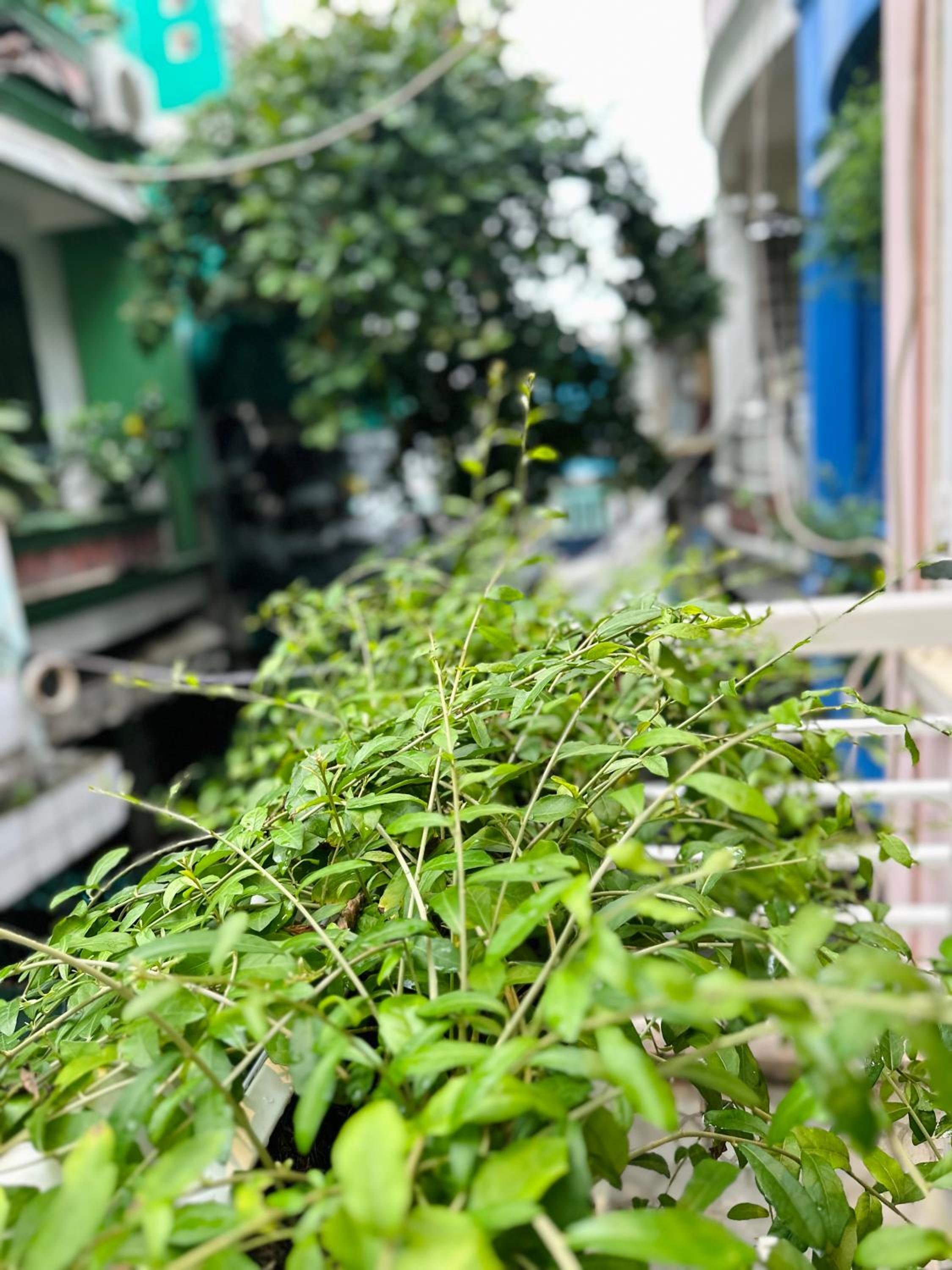 Tommy Homes on Cong Quynh Street District 1