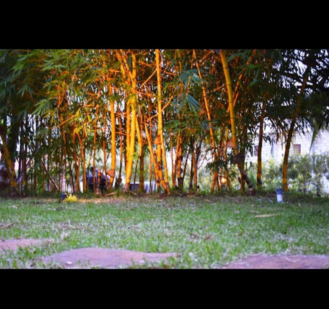 Olive Jungle Resort