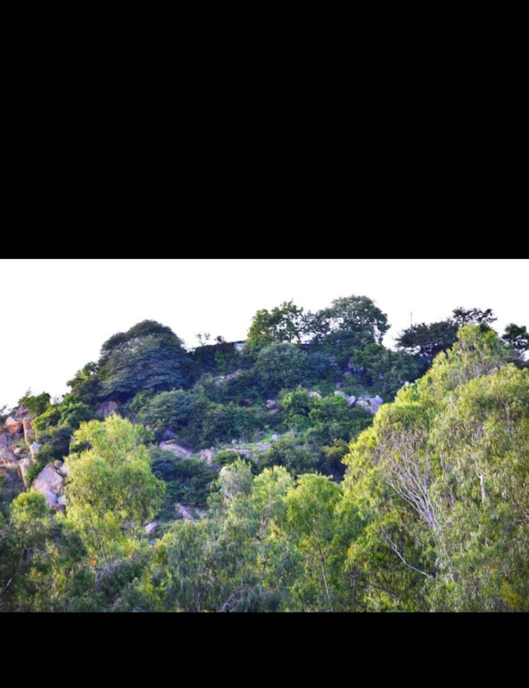 Olive Jungle Resort