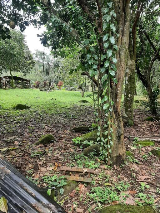 Casa Viento Bambusa
