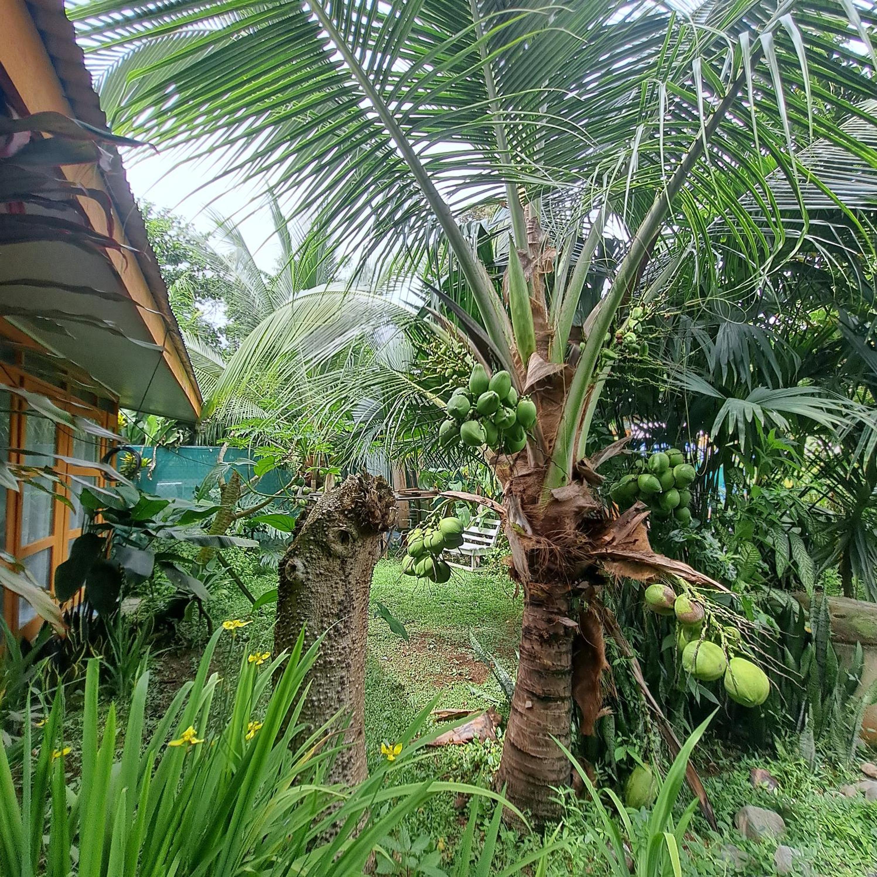 Papaya Paradise