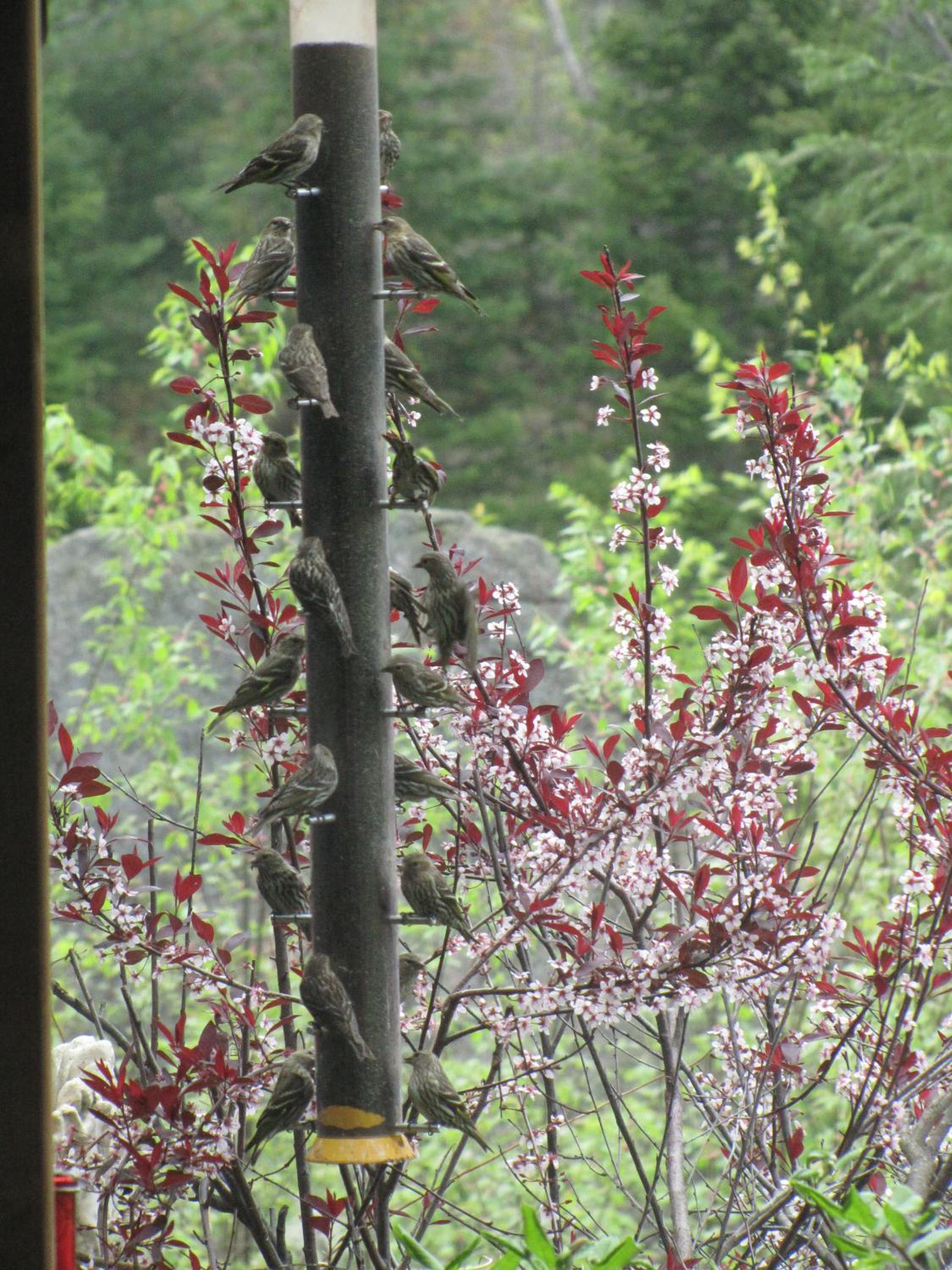Shambhala Bed and Breakfast