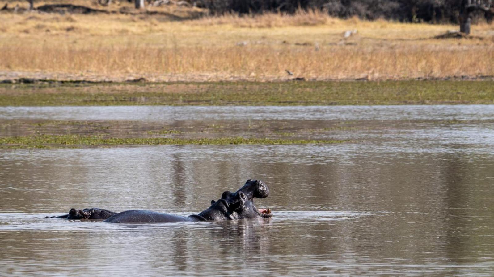 Immage of Africa Safari Tour