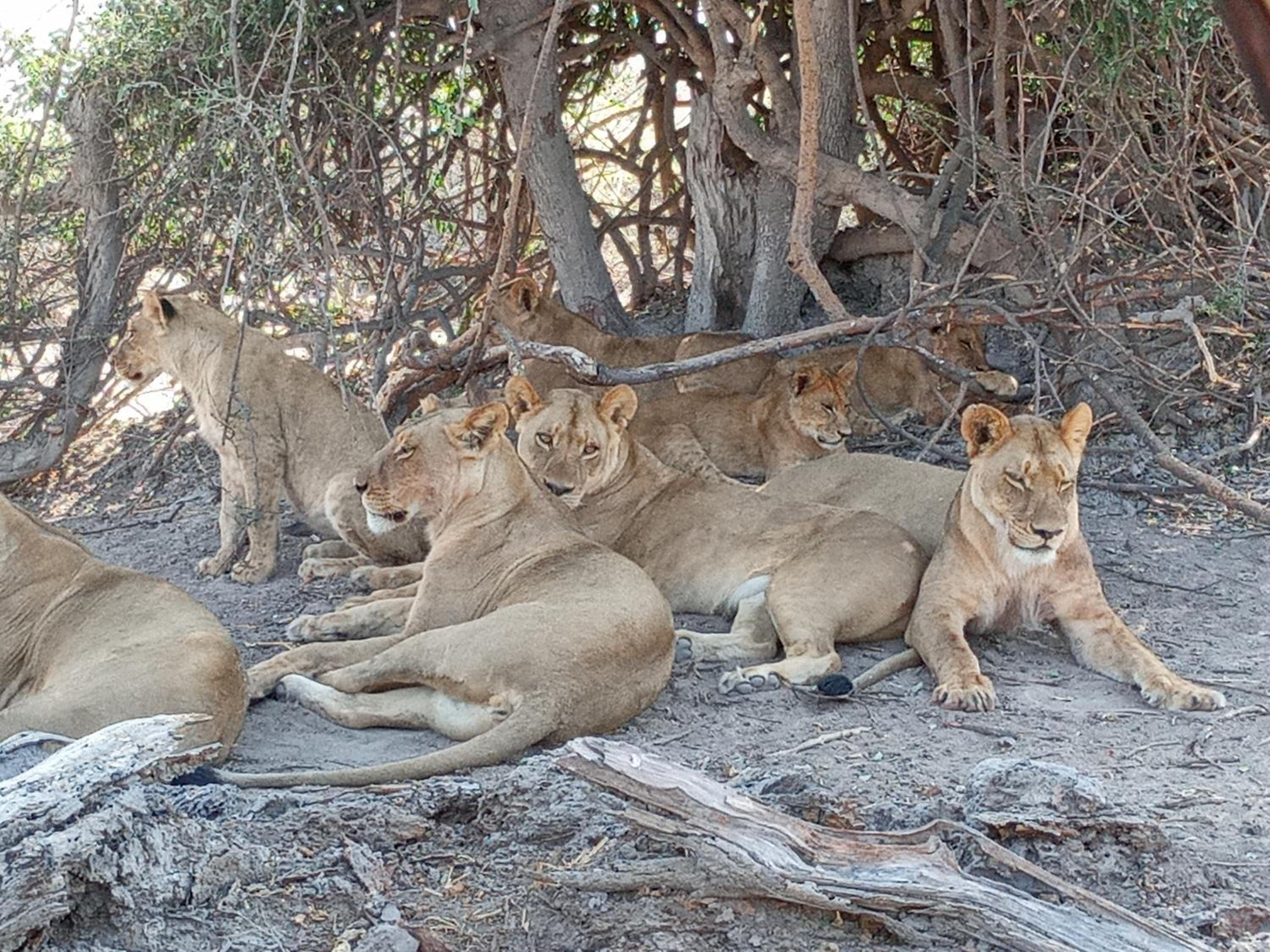 Immage of Africa Safari Tour