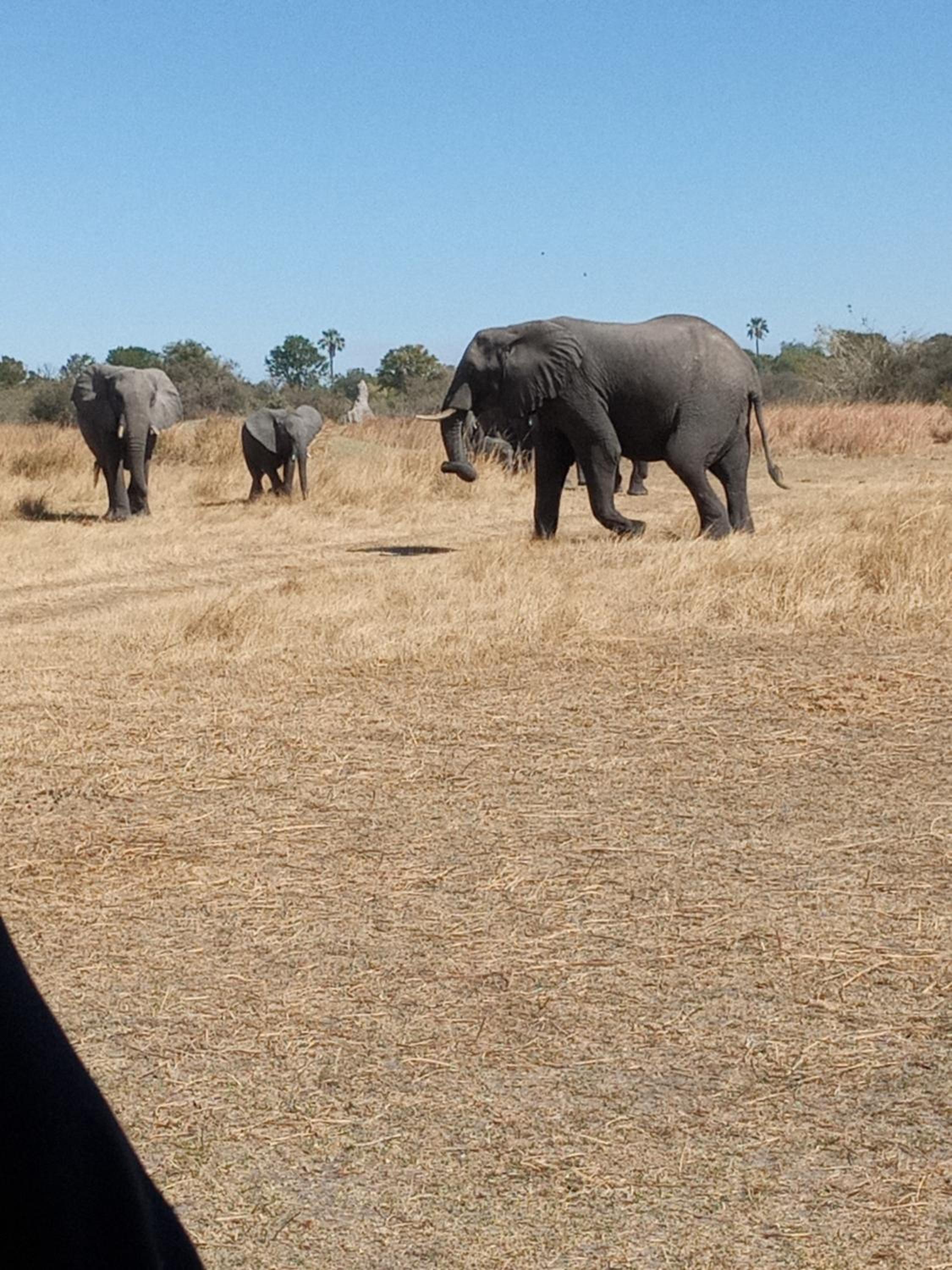 Immage of Africa Safari Tour