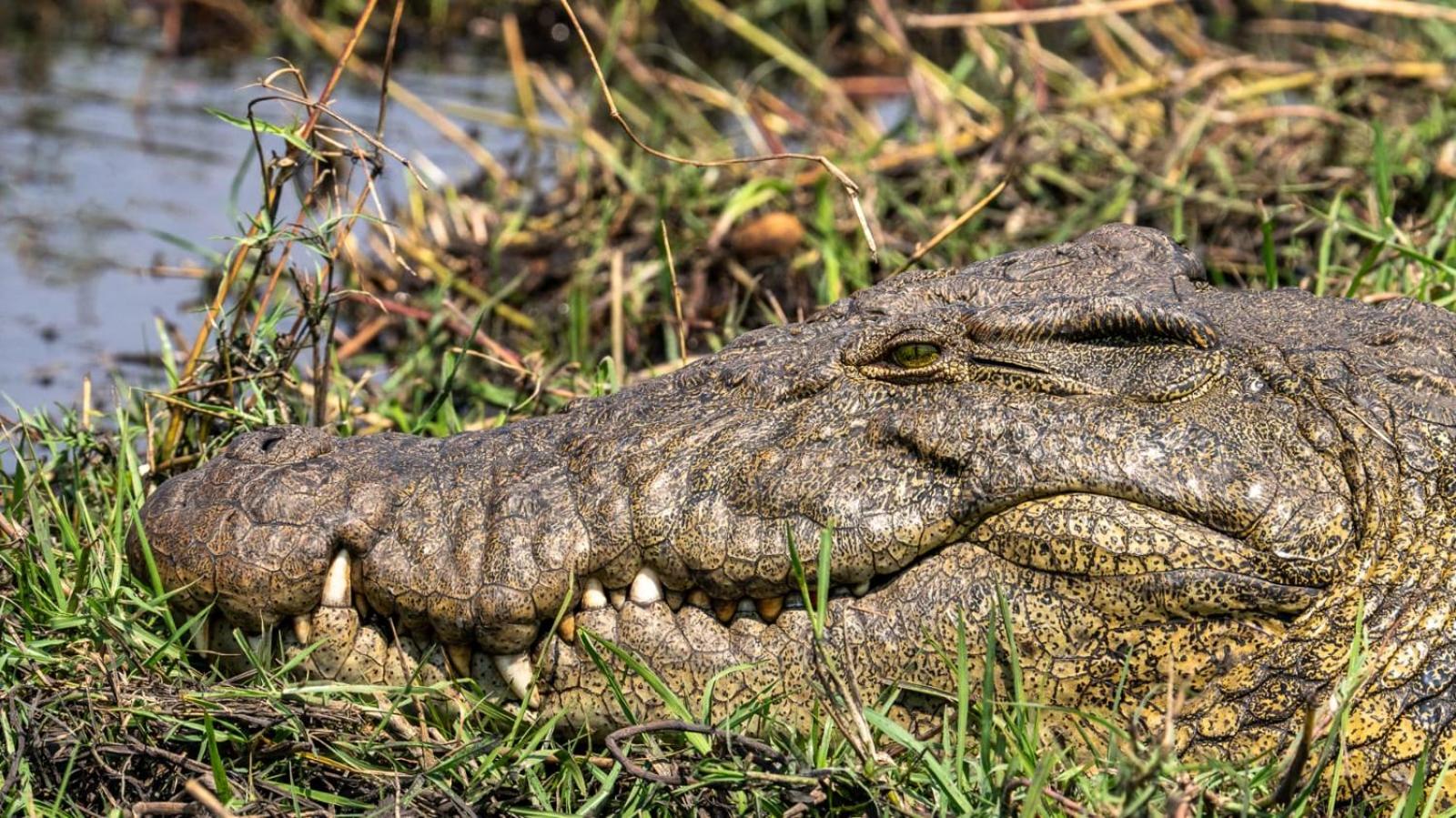 Immage of Africa Safari Tour