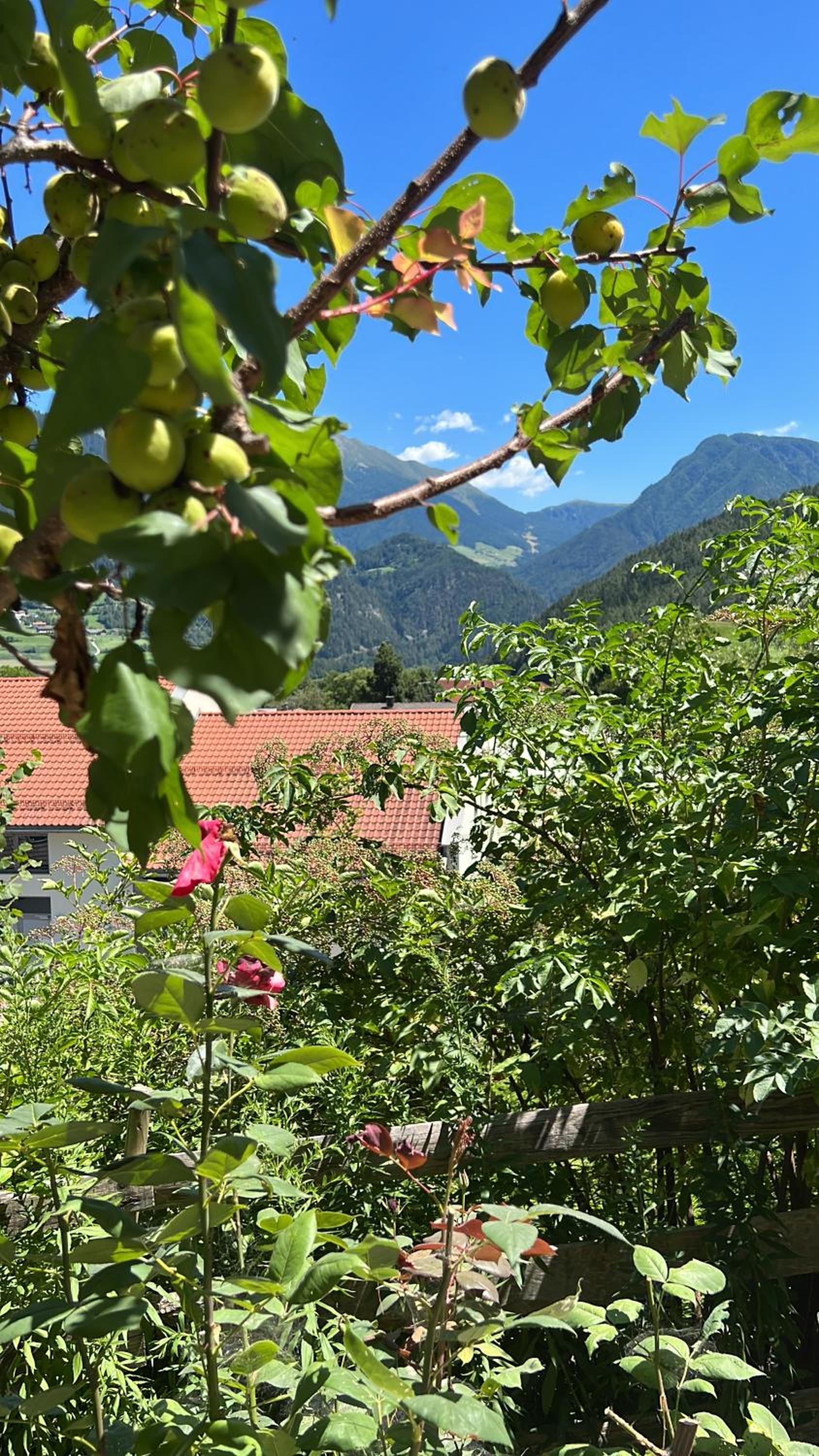 Relaxing Forest Mountain vibe room view 5