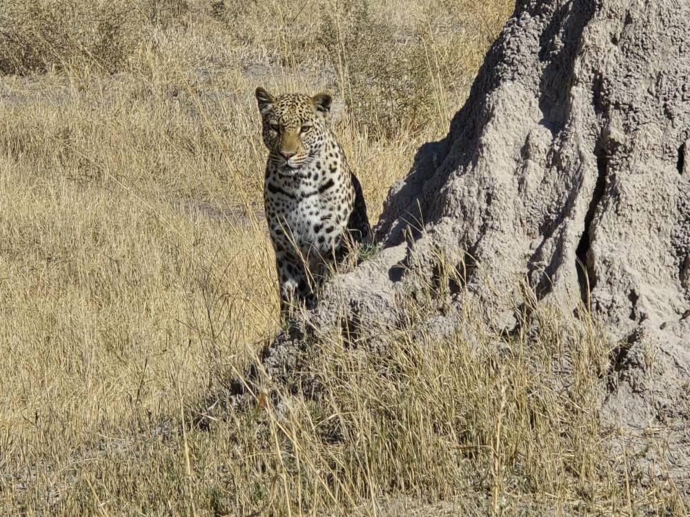 Immage of Africa Safari Tour