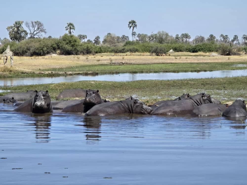 Immage of Africa Safari Tour