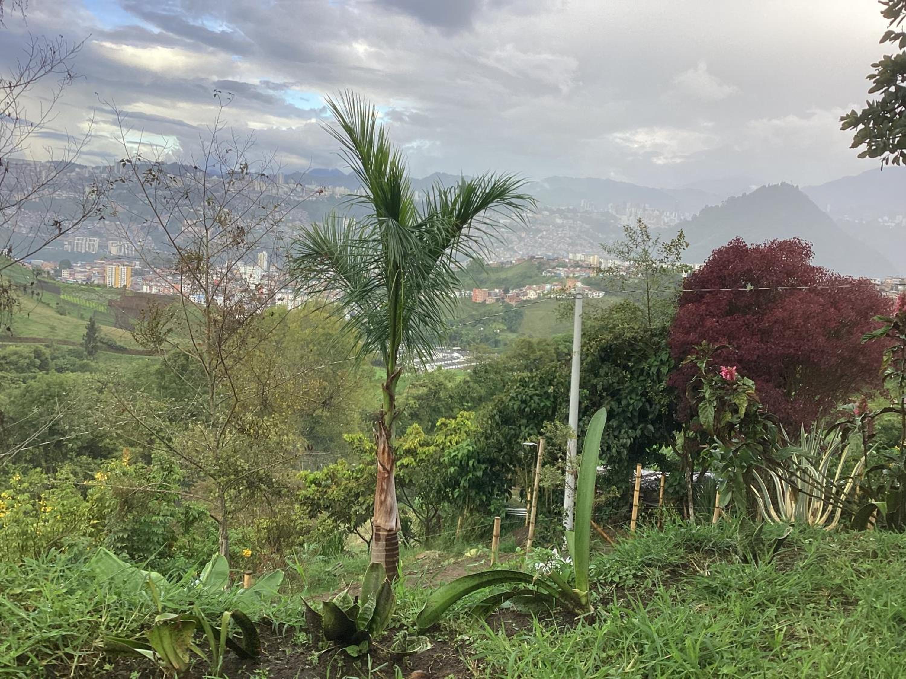Bella vista