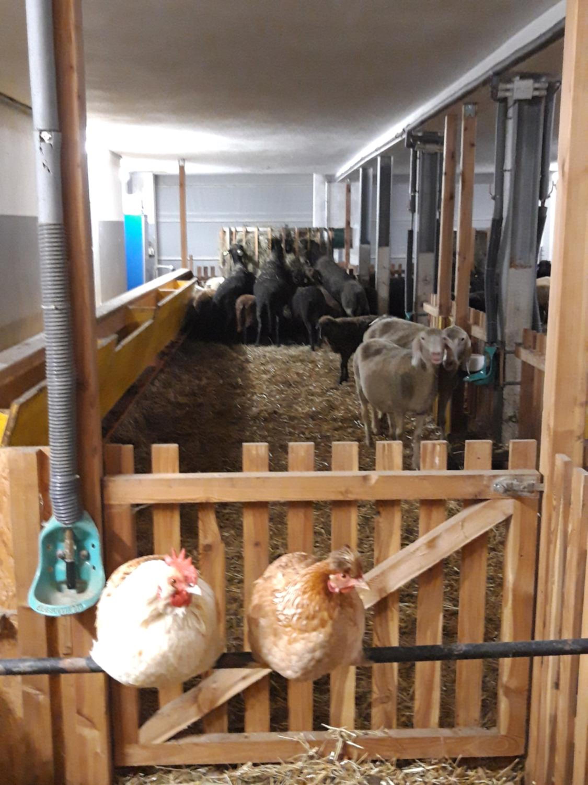 Stadtbauernhof Salzburg - Ferienwohnung - Gut Unterleithen - farm & the city