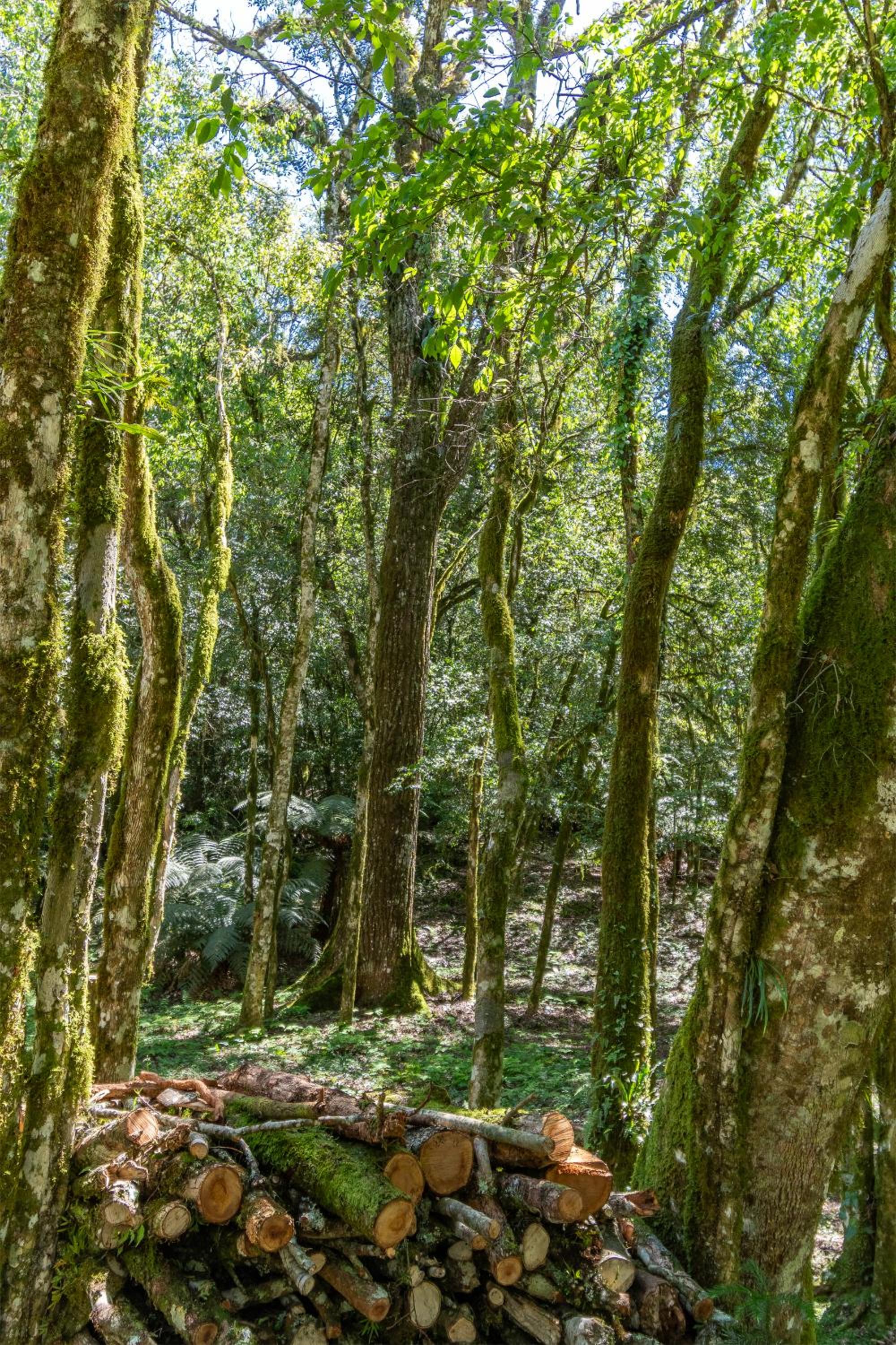 Quintal do Garnizé - Unidade Sabiá