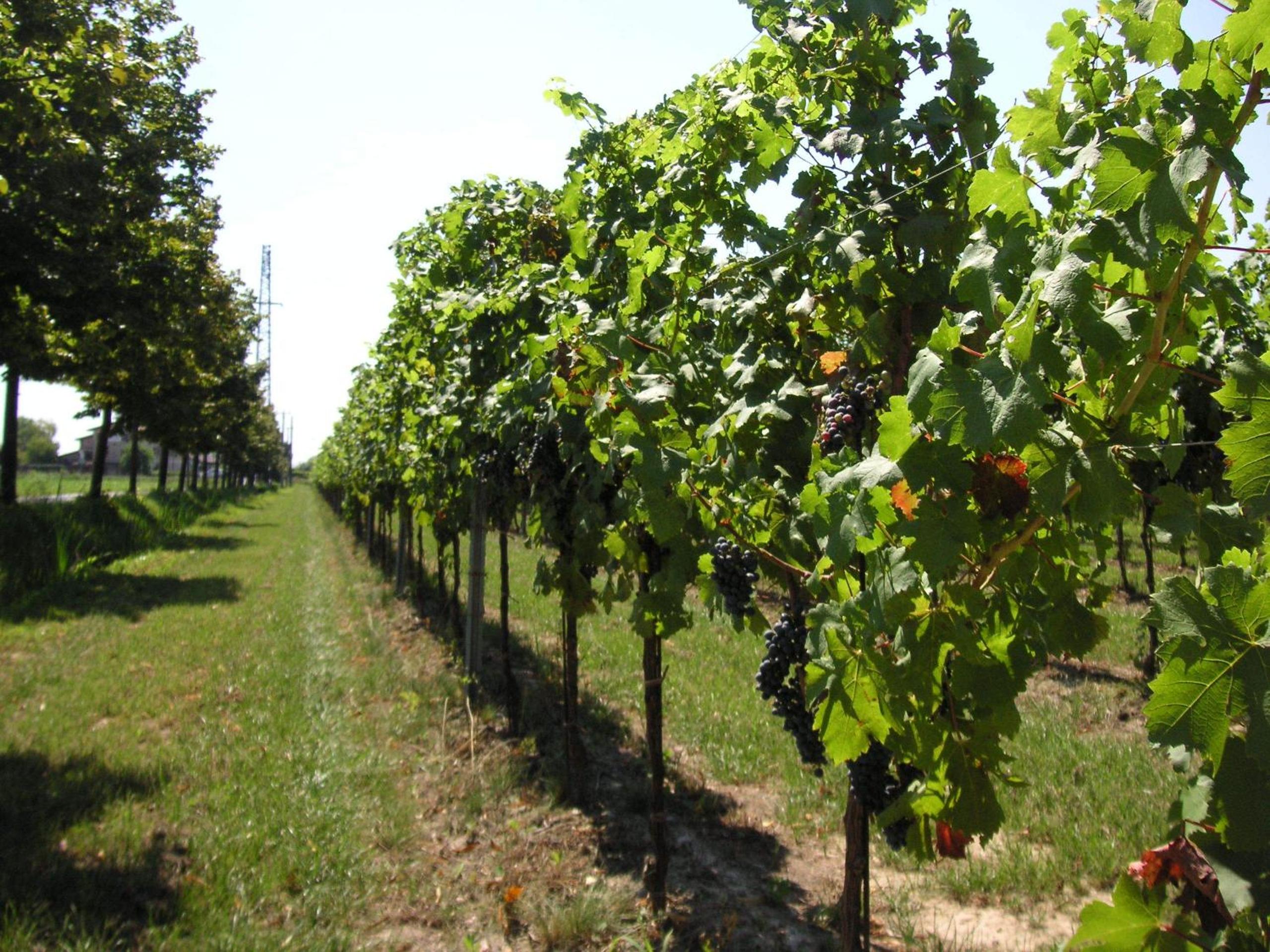 Agriturismo Albafiorita
