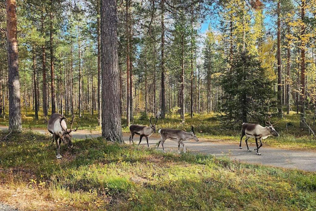 Peaceful Hideaway near Levi Adventures activities