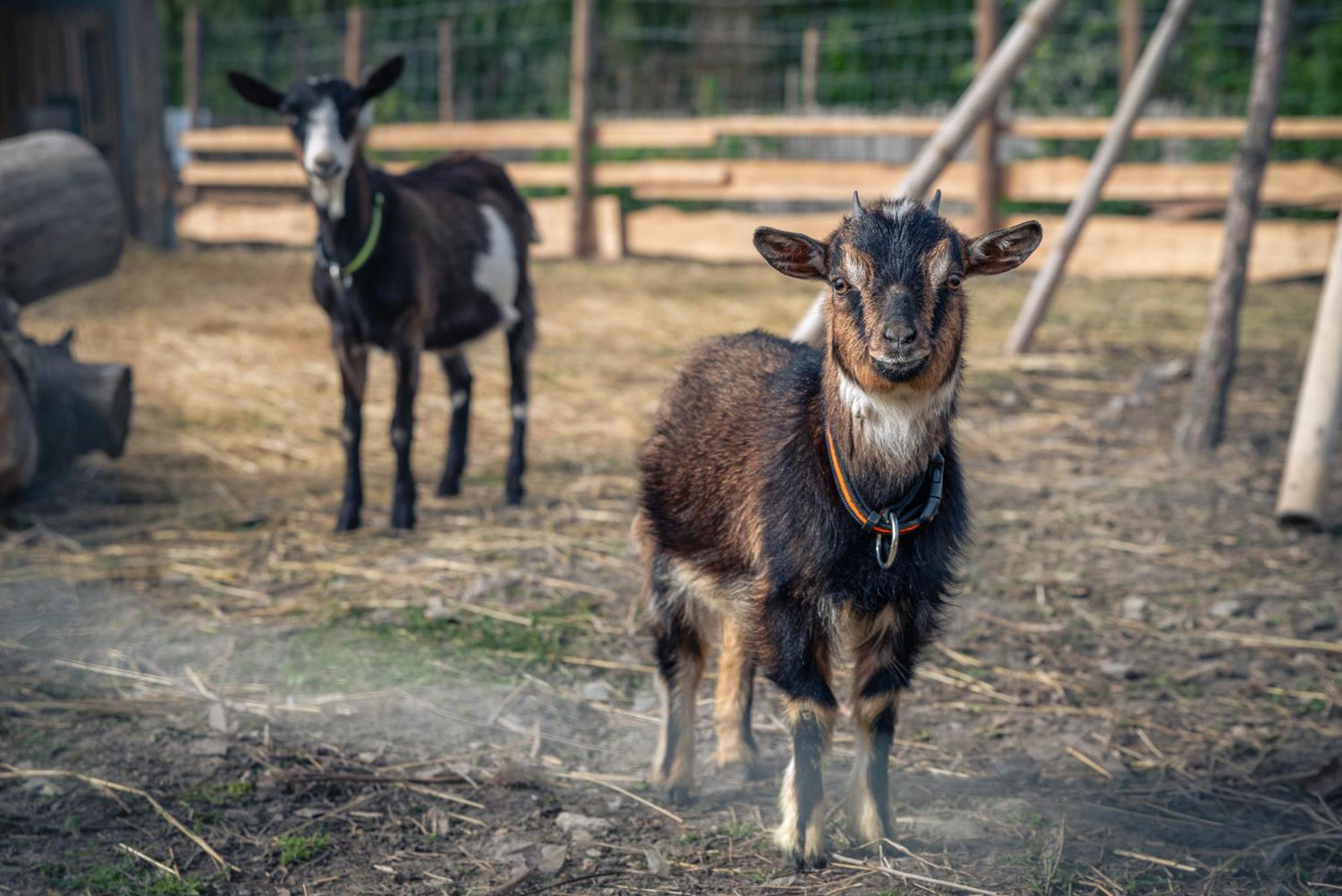 Přírodní dům v duchu velryby v Polabí
