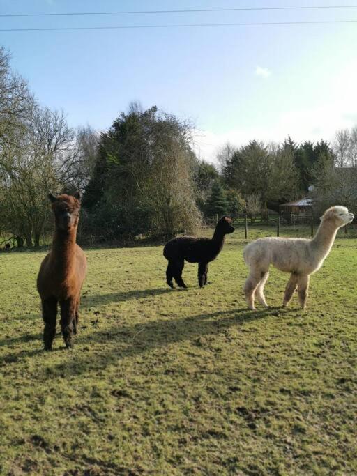 A spacious rural apartment with alpacas to enjoys view 4
